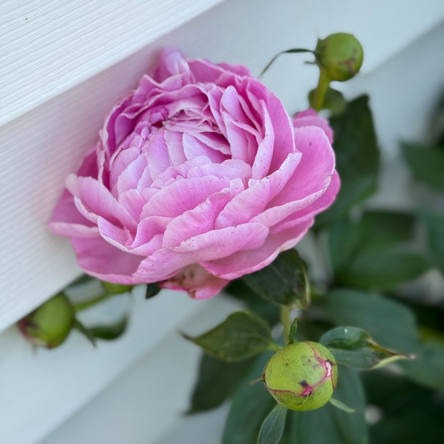 A mild winter in the PNW has me missing my flowers all the more. 🌿💗
Here’s a pic from last year—come on, spring… hurry up and arrive. 🌸
#PNWGardens #SpringDreaming #FlowerSoftness #PinkRose #GardenLife #FloralPhotography #PacificNorthwest #WinterToSpring #Writerslife