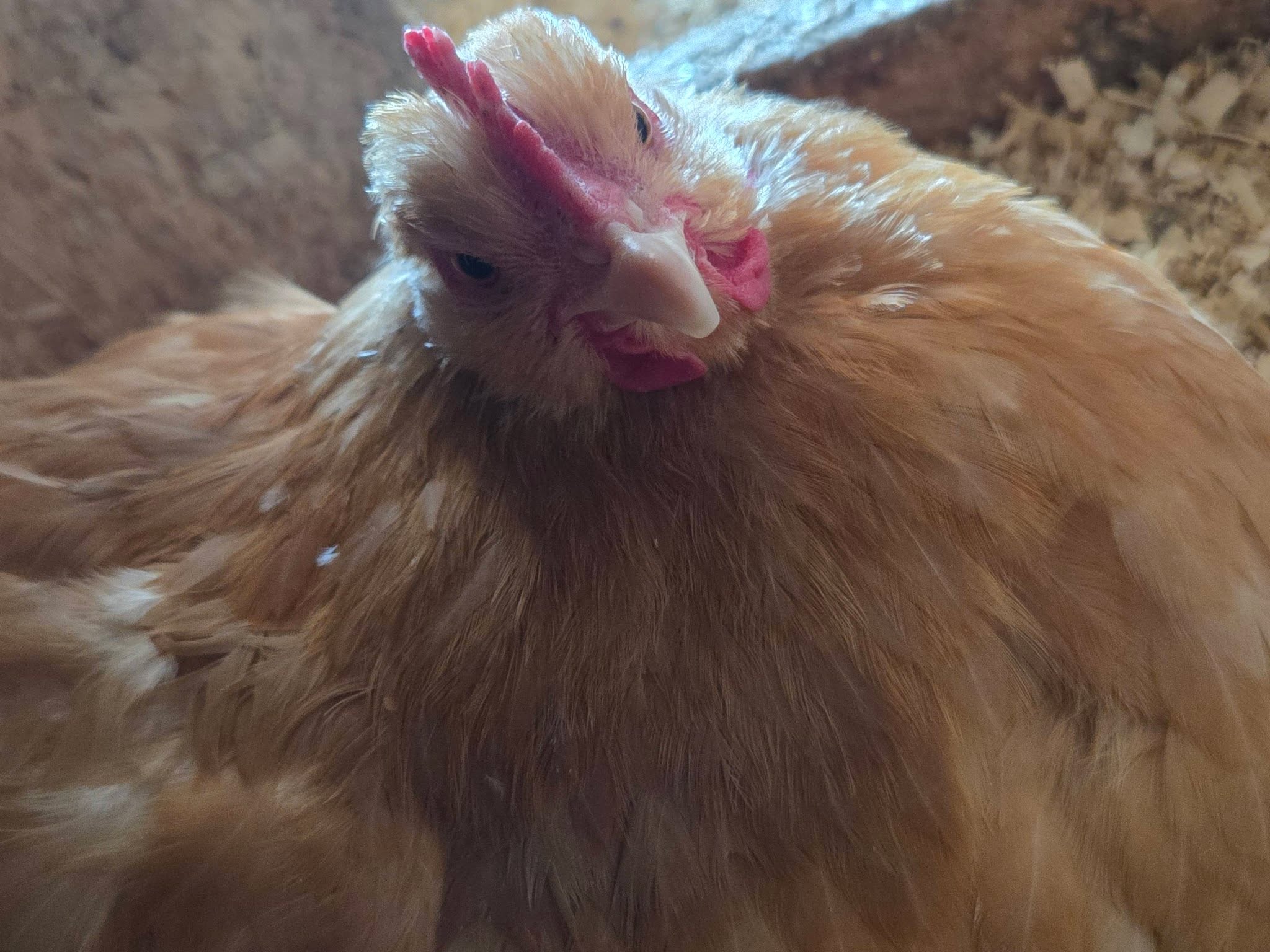 The hens always look bothered when collecting eggs. Caption this hens thoughts! Comment below what comes to mind.