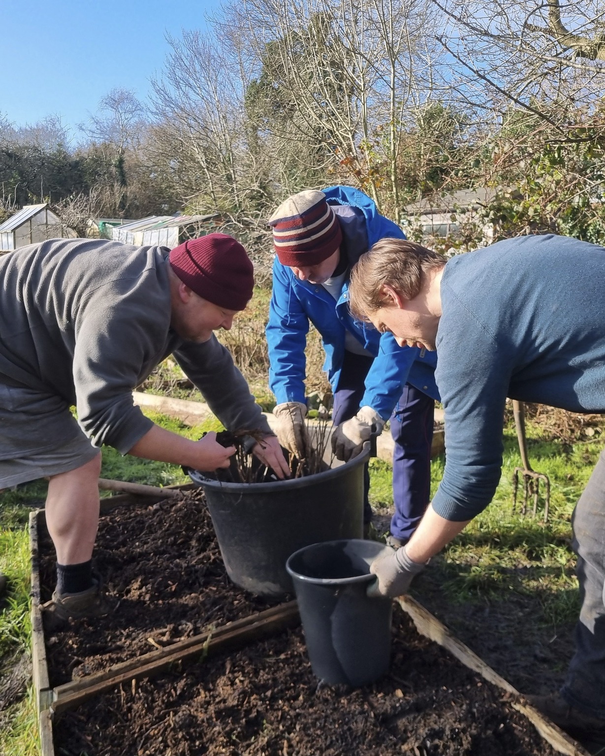 We got the weather we needed at #ThePeoplesPlot in #Stirchley on the 28th to harvest last year's #SoftFruit bushes, and to start off another collection for next year!