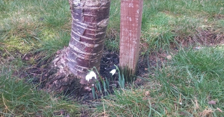 #Imbolc
"Honouring the returning light and the gentle awakening from Winter"
Snowdrops in my garden!