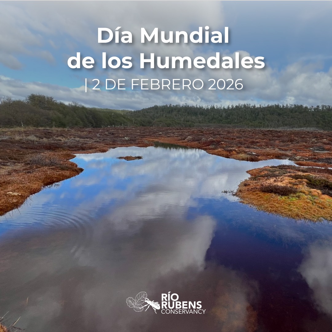 Hoy conmemoramos el #DíaMundialDeLosHumedales
En Chile, las turberas son un tipo de humedal crítico para la seguridad hídrica. A diferencia de otros cuerpos de agua, funcionan como reservorios que almacenan carbono de forma permanente y regulan el flujo de agua en las cuencas del sur.
La reciente Ley de Turberas (21.660) refuerza la necesidad de gestionar estos ecosistemas bajo criterios científicos. El primer paso para su conservación es reconocer su valor estratégico frente a la crisis climática.
#RioRubeConservancy #HumedalesChile #Conservacion #Turberas #Chile #Turberas #Conservación #MusgoSphagnum #RíosLibres #AcciónClimática #MedioAmbiente #AguaEsVida #Ecosistemas #Humedales #ProtegeElAgua
----------------------------------------------------------------------------------
Today we commemorate #WorldWetlandsDay
In Chile, peatlands are a critical type of wetland for water security. Unlike other water bodies, they function as reservoirs that permanently store carbon and regulate water flow within southern watersheds.
The recent Peatlands Law (21.660) reinforces the need to manage these ecosystems under scientific criteria. The first step toward their conservation is recognizing their strategic value in addressing the climate crisis.
#RioRubeConservancy #WetlandsDay #Conservation #Peatlands #Chile #Conservation #ClimateAction #WaterIsLife #Freshwater #EcoSystem #Wetlands #NatureBasedSolutions #RiverConservation