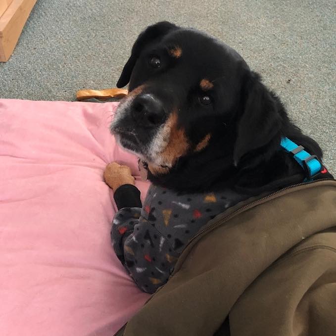 As it reaches record lows in temps today in south Florida, remember that these weather changes affect our dogs as well. The drop in temperature, the high winds, the discrepancies in our own routines and behaviors, are all noticed by them.
Maybe they’re a little more hyper, maybe they’re a little more anxious, maybe they’re a little more fearful, or maybe they don’t seem like they’re listening as well as they normally do. And that’s all because the world as they perceive it is very different today than how it is typically.
So this is just a matter of maintaining your routines and your training in order to practice with this additional (and maybe new) variable, parameter, and distraction.
#RotNDog #RotNDogTraining #dogtrainer #dogtraining #dogbehavior #soflo #palmbeach #broward #puppies #puppytraining #gooddog #goodpuppy #obedience #aggression #fear #anxiety #behavior #training #muzzle #adopt #rescue #shelterdogs #dogswhobite