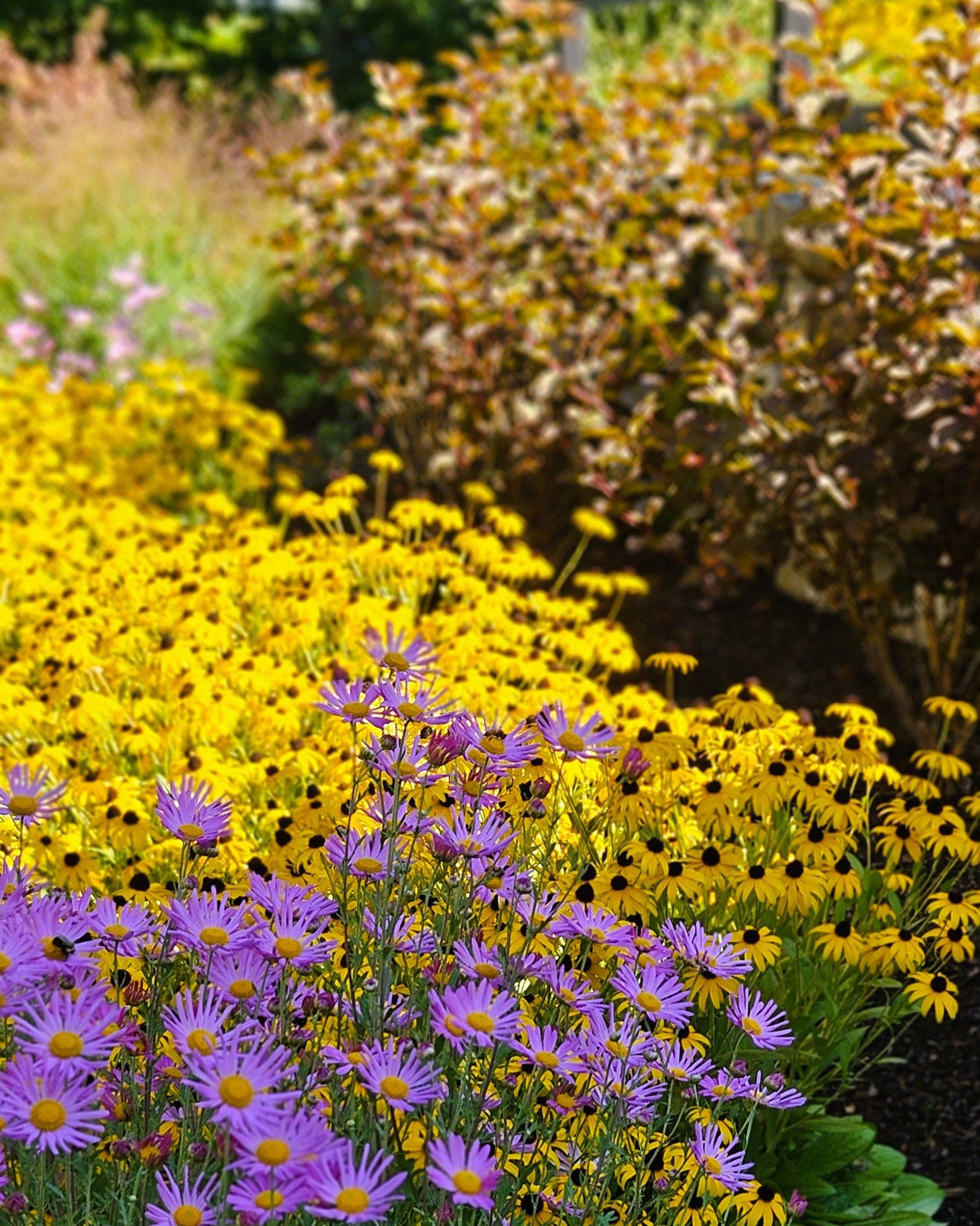 Sunshine meets soft lavender in this late season dream team! 🌻 Clara Curtis chrysanthemums weave through cheerful Black-Eyed Susans, while Shenandoah switchgrass adds movement and Amber Jubilee ninebark brings in a warm, glowing backdrop. Proof that fall gardens can be playful, layered, and full of life right up to the last warm days.
#PlantCombinations #PerennialGarden #FallGardenColor #LandscapeDesign #AngieVergeLandscapeDesign