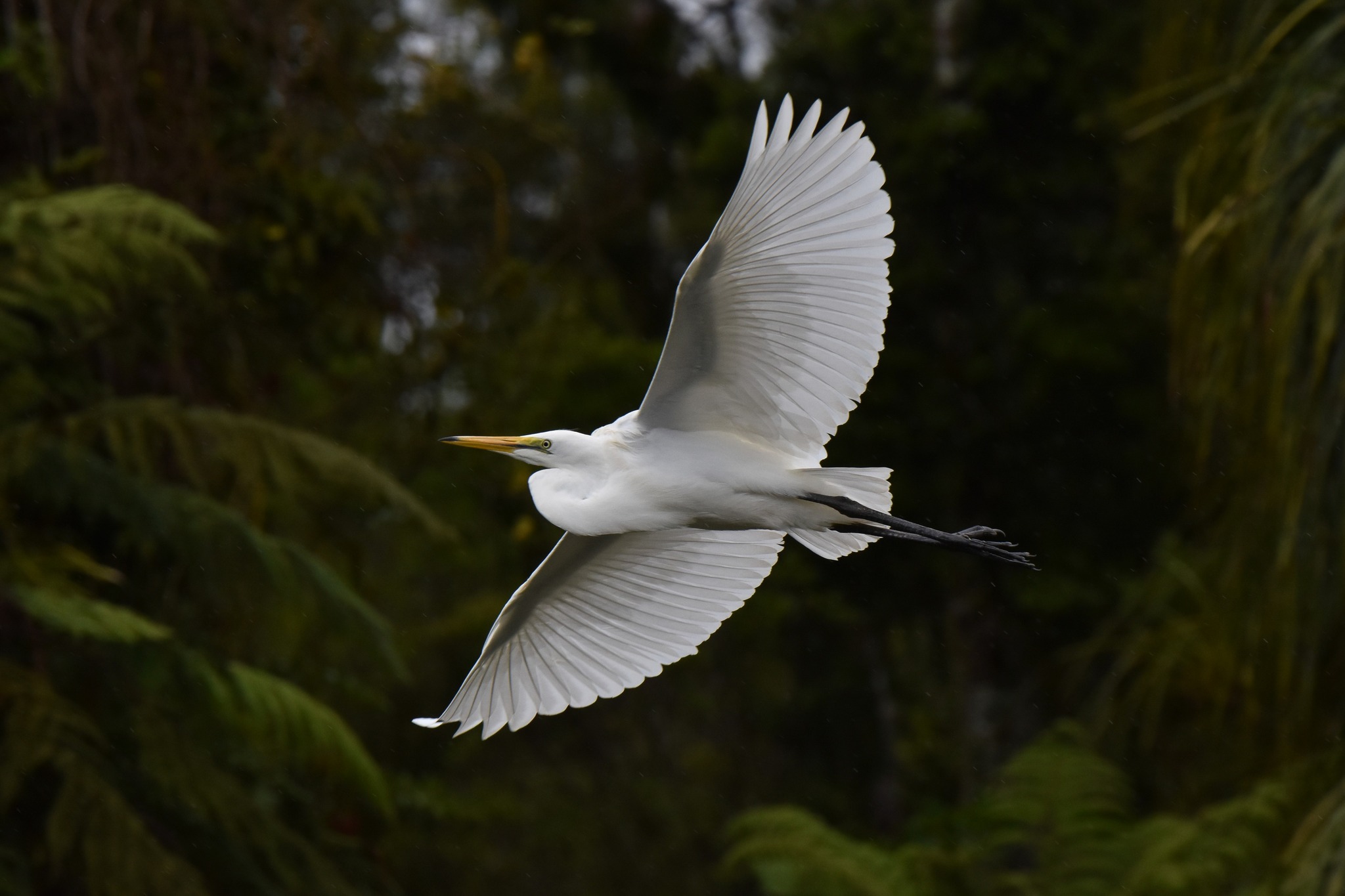 Tuesday’s refreshing rain at the White Heron nesting site saw the young Kōtuku super animated, playful and clearly loving the wet 💦
#wetdayactivity #whiteherontours #whiteherons #kotuku #nzbirds #birdsnz #waitangirotonaturereserve #nzsonlywhiteheronnestingsite #whataroa #westcoastsouthisland