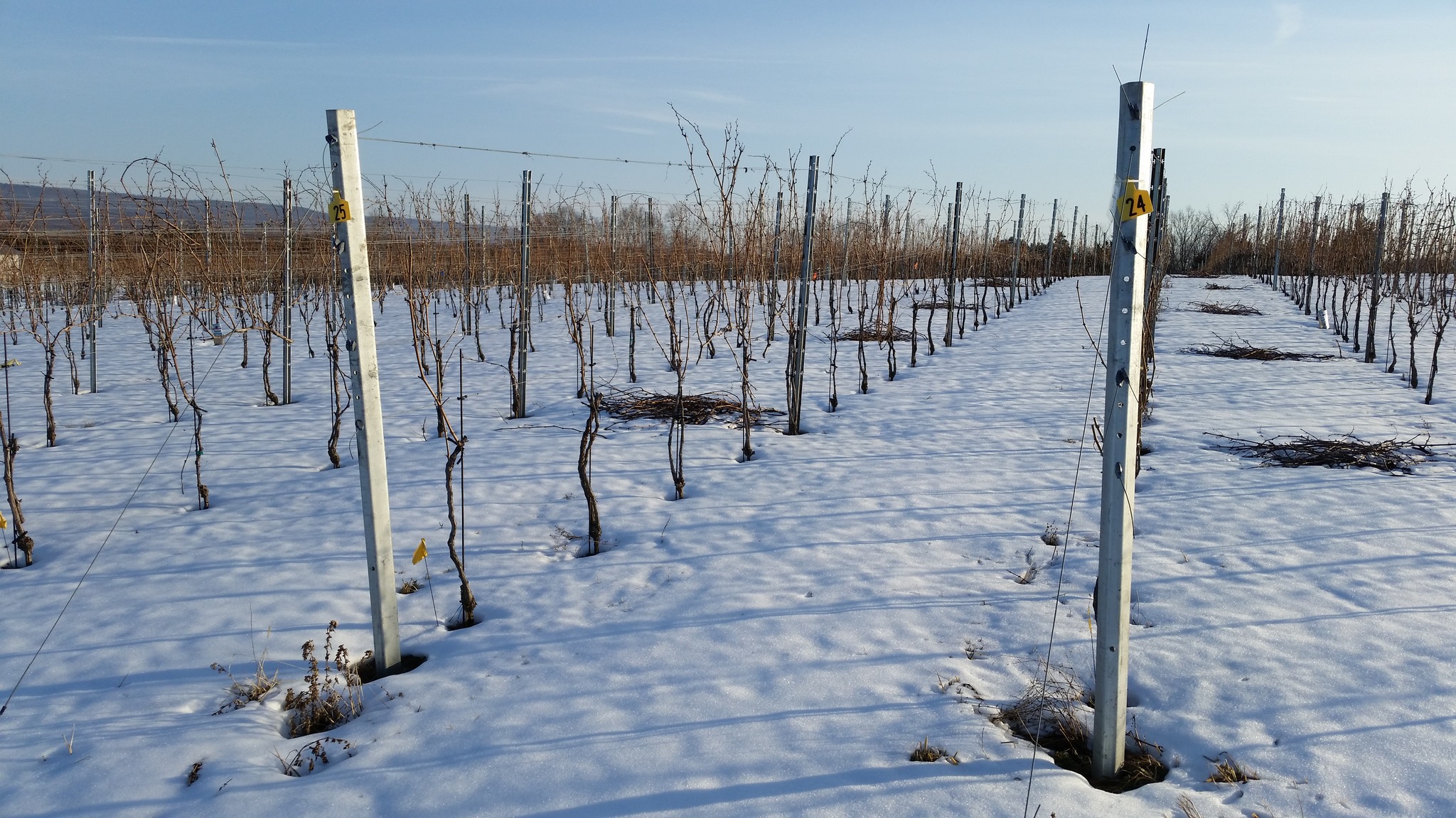 Attn: February Winter Wine Pickup has been Postponed to Saturday February 14th 12-3pm.
Due to the recent weather and snow accumulation the lanes and parking lot here at ACV are completely ice. With the daily temperature remaining low this week and into the weekend we have decided to move our February Wine Club & Chili Cook Off to Saturday, February 14th from 12-3. This decision was made out of precaution to keep wine club members and our team safe. Thank you for your understanding and we hope to see you in 2 weekends.
