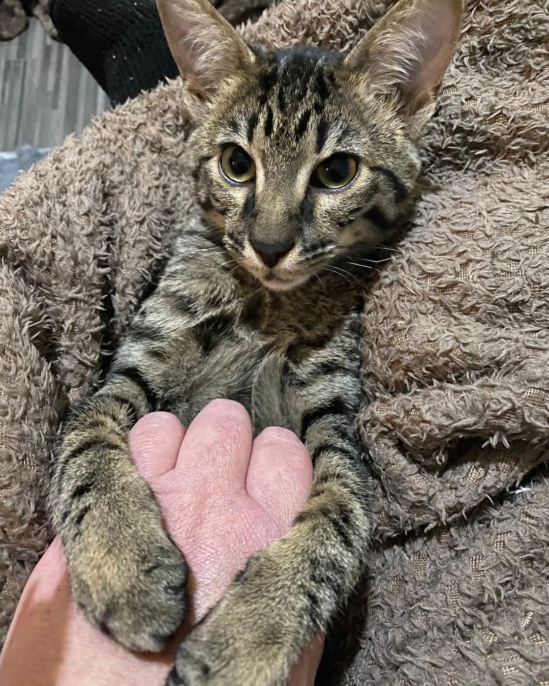 Lovely update from Djsngo (known as soot here) enjoying his belly rubs ❤️