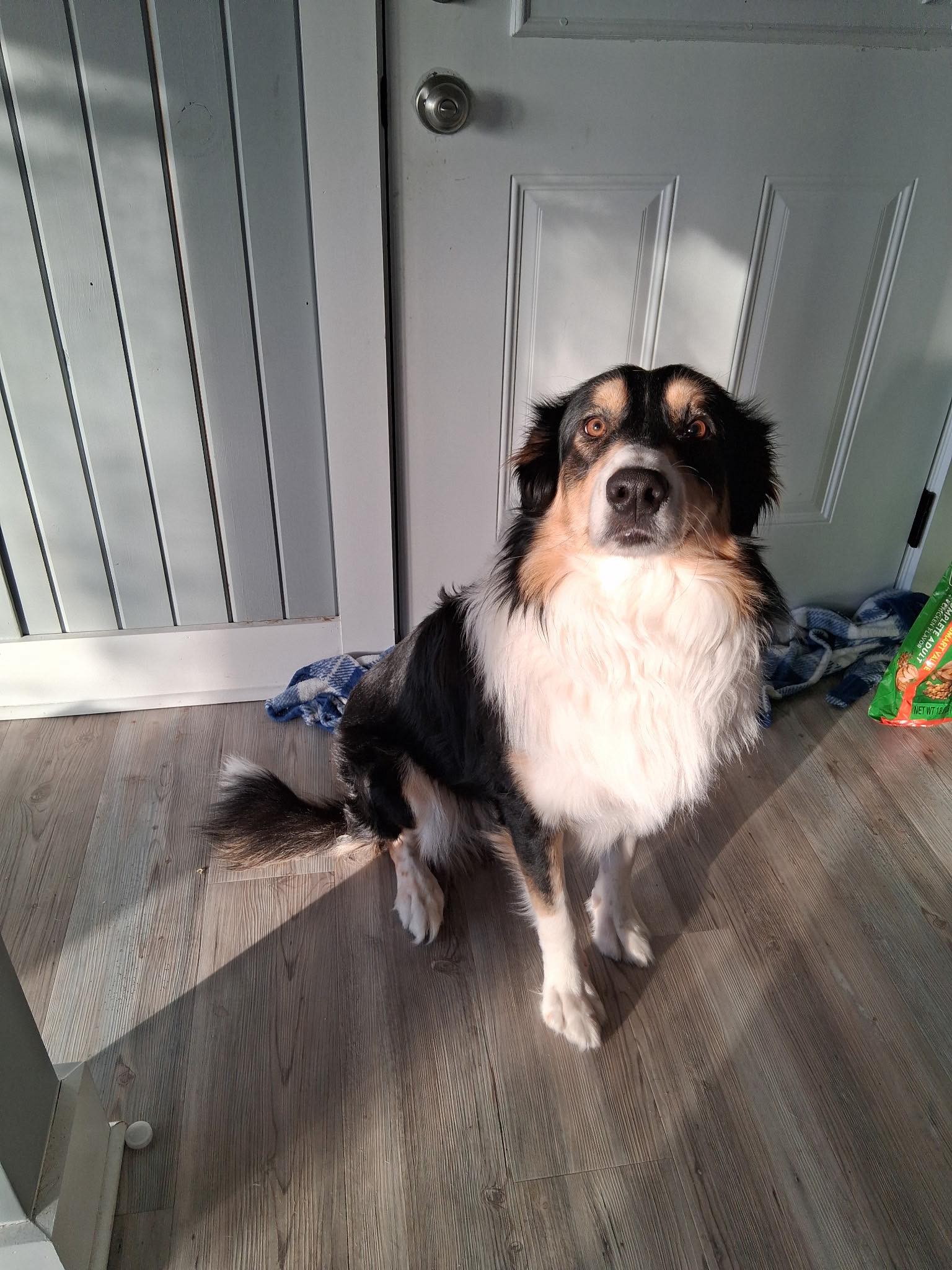 Looking for a good home for this cute pup! He’s about 2 yrs old and has all his shot records.