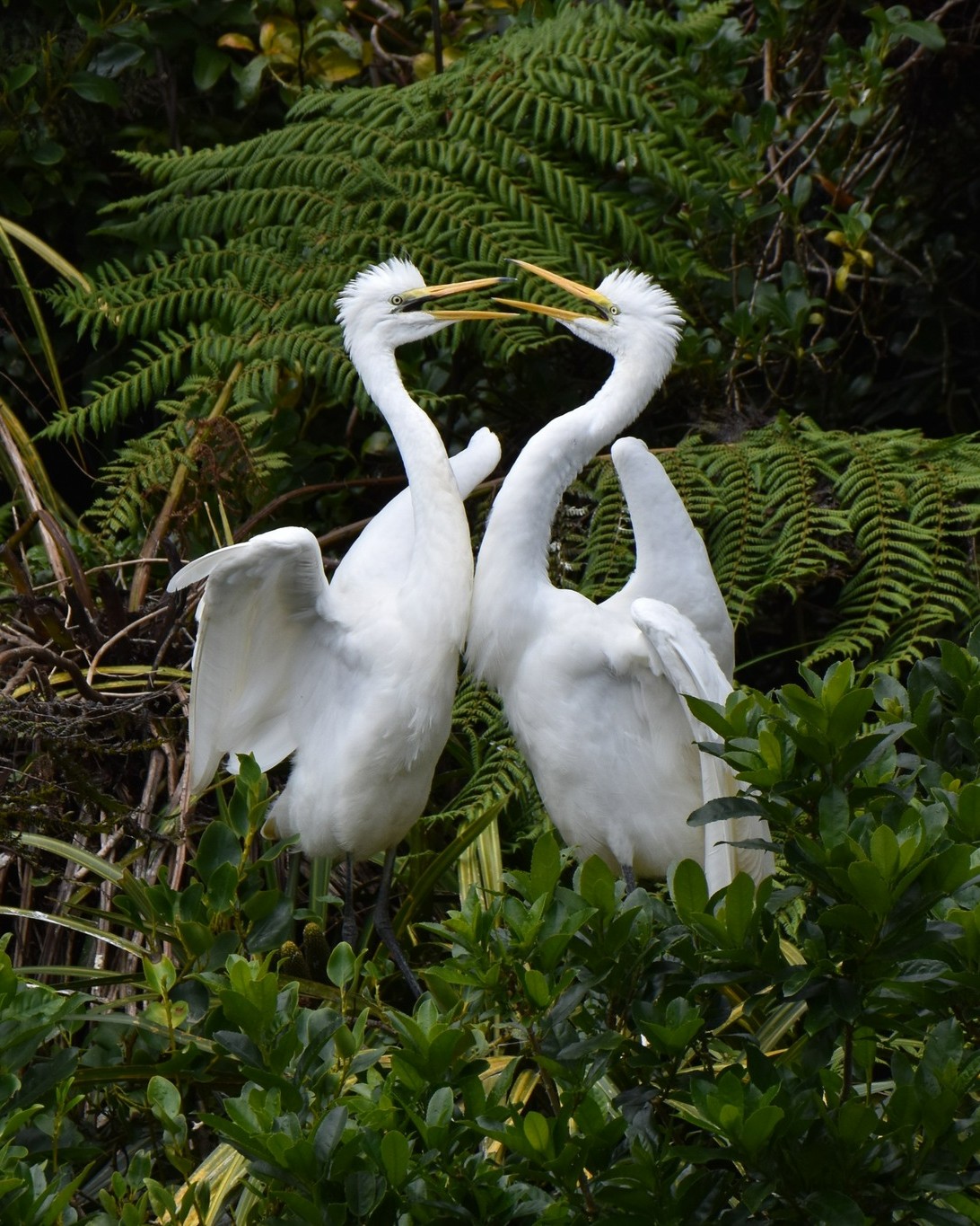 Kōtuku siblings in sync 😍
#twins #whiteherons #whiteherontours #birdphotography #wildlifenz #naturenz #birdsnz #waitangirotonaturereserve #whataroa #franzjosef #glaciercountrynz #westcoastnz