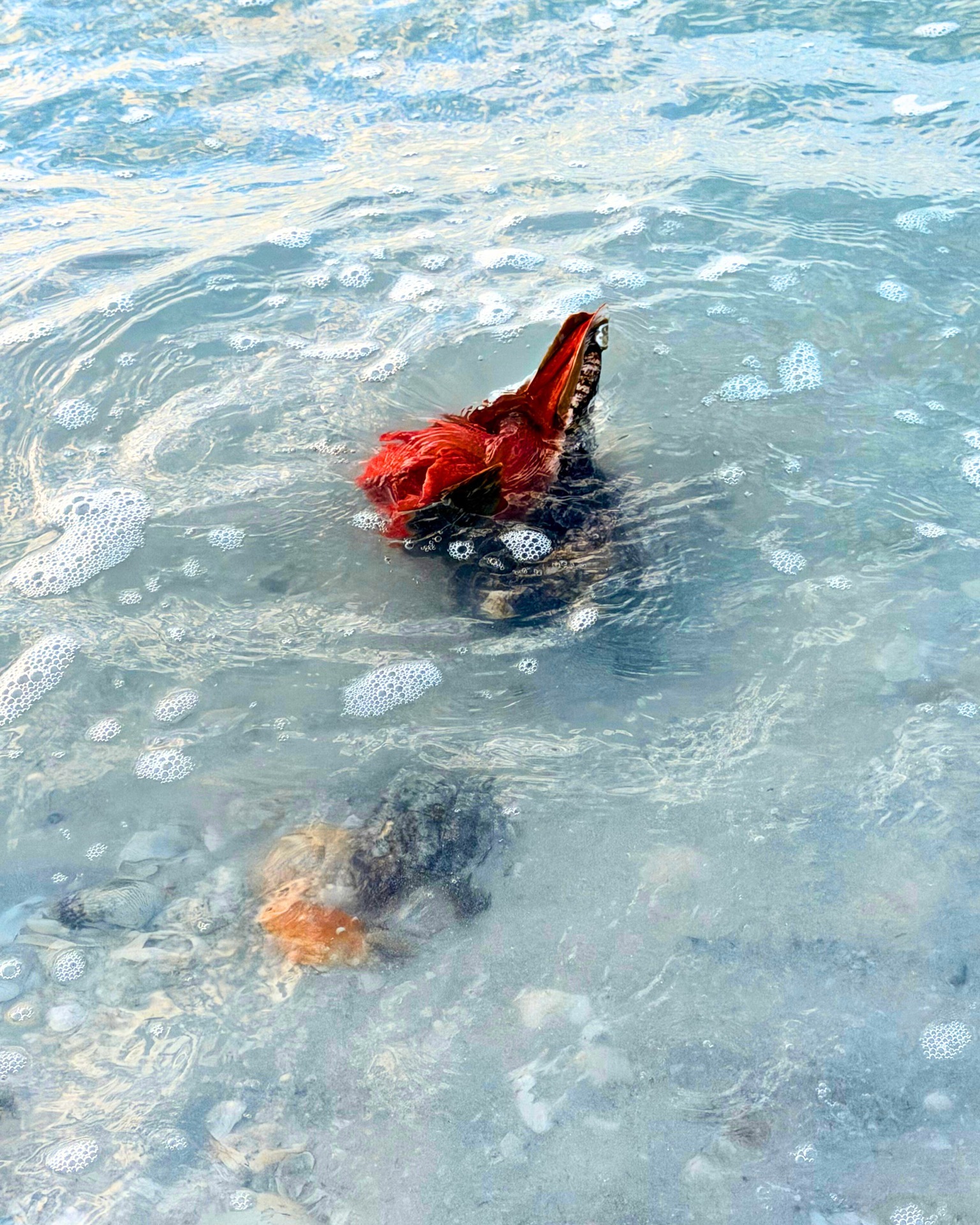 Chilly water temperatures can sometimes bring marine life closer to shore.
Our recent cold snap revealed a few unexpected finds along our beach — live horse conchs, a nine-armed sea star, and ...a mystery tucked among the shells. 🐚
Any guesses what it might be?
#sanibelisland #marinelife #shelling #shalimarbeachresort