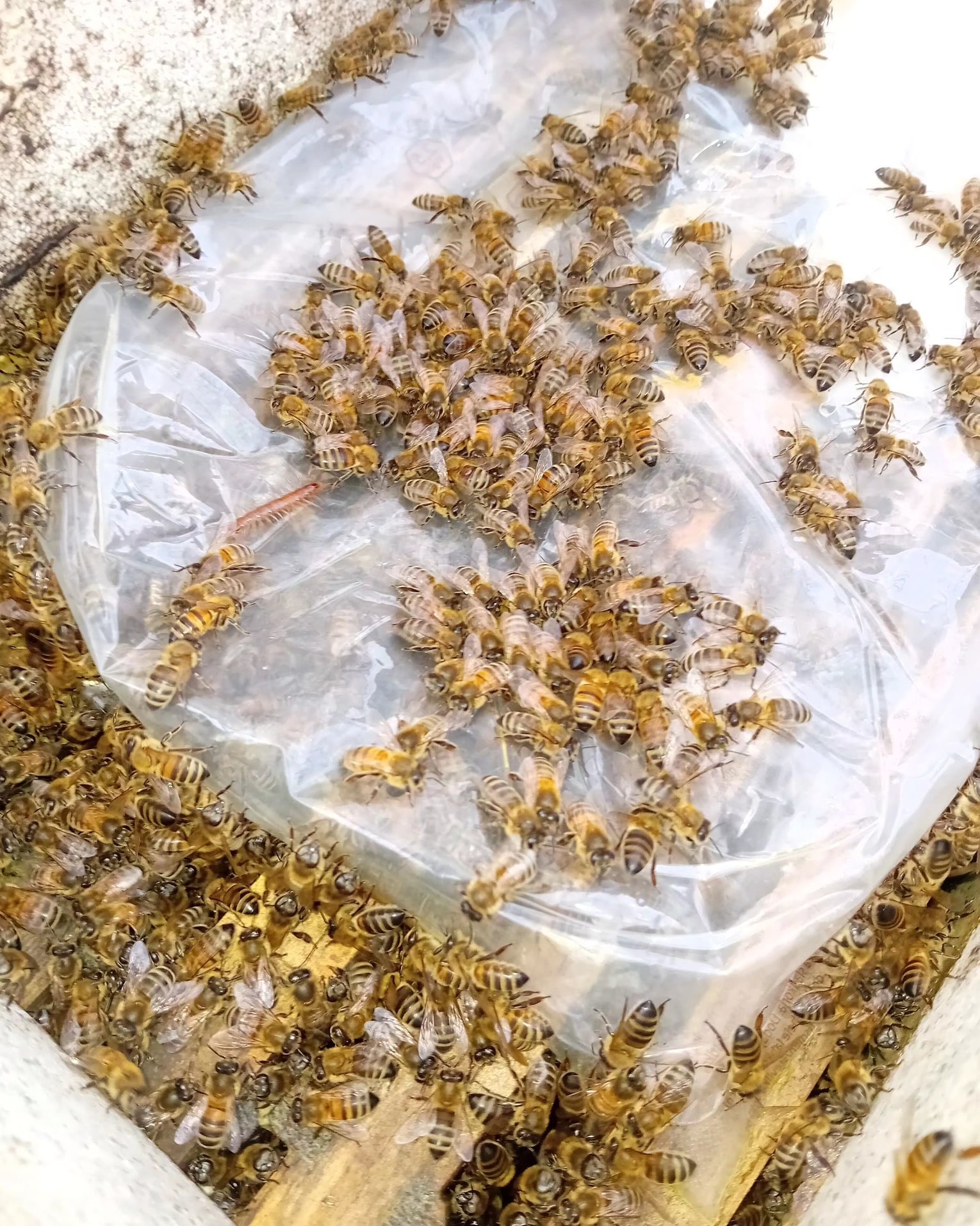 Winter in our apiaries is about making sure the bees survive. We aim to leave 20kg of honey on each colony and then supplement with some fondent. It won't be until towards the end of March we start to look and see what is going on inside.
This winter has been particularly warm so our colonies have been a bit more active than normal. The sensors from my Future Bee project are giving really good info to help understand what is going on inside the hives and to plan for their next steps.