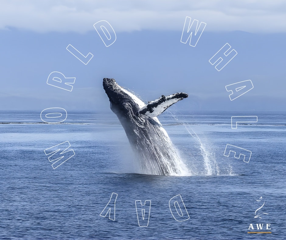 Whales are intelligent, social animals with complex physical and cognitive needs. They make up the mysticetes (baleen whales) and are a part of the Order Cetacea with odontocetes (toothed whales).
We work on supporting positive welfare in toothed whales under human care (orca, dolphins, belugas etc), which means providing adequately-sized and dynamic spaces; naturalistic social groupings; and opportunities for choice, exploration, and mental stimulation. Enrichment such as problem-solving tasks, varied habitats, and positive-reinforcement training can help promote physical and mental health.
While there are no mysticetes housed in zoos, researchers are starting to consider their welfare in the wild i.e. how are they coping with their changing environments on an individual basis. This involves welfare indicators such as body condition scoring, disease levels, behaviour, and acoustic communication. Some researchers are even developing full welfare assessments - watch this space in the next few years as it's advancing very quickly!
World Whale Day is a moment to reflect on how whales experience the environments we create for them. Ongoing research, innovation, and commitment to welfare in both the wild and zoos are essential to ensuring that cetaceans live healthy and fulfilled lives.