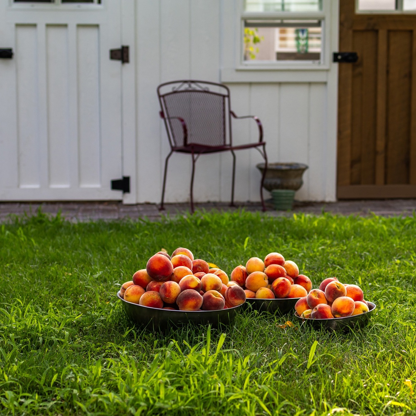 Broke into a jar of our peach preserves this morning. And just like that, the warm end-of-July day came rushing back. At that moment, I remembered a series of pictures that Spencer took for me this past peach harvest day.
The lighting in these pictures held the foreshadowing of a coming storm. The peaches were heavy with summer sweetness and any amount of wind would have taken away our fun of plucking them from the branch ourselves.
Flowers and fruit color talking.
A peach themed tea party sounds quite lovely about now. I have been informed by our meteorologist that a thaw is coming. Isn't that just peachy!
#ohioflowers #putnamcountyohio #columbusgroveohio #gardenteaparty #bloomjunction #cuttinggarden #locallygrownflowers
