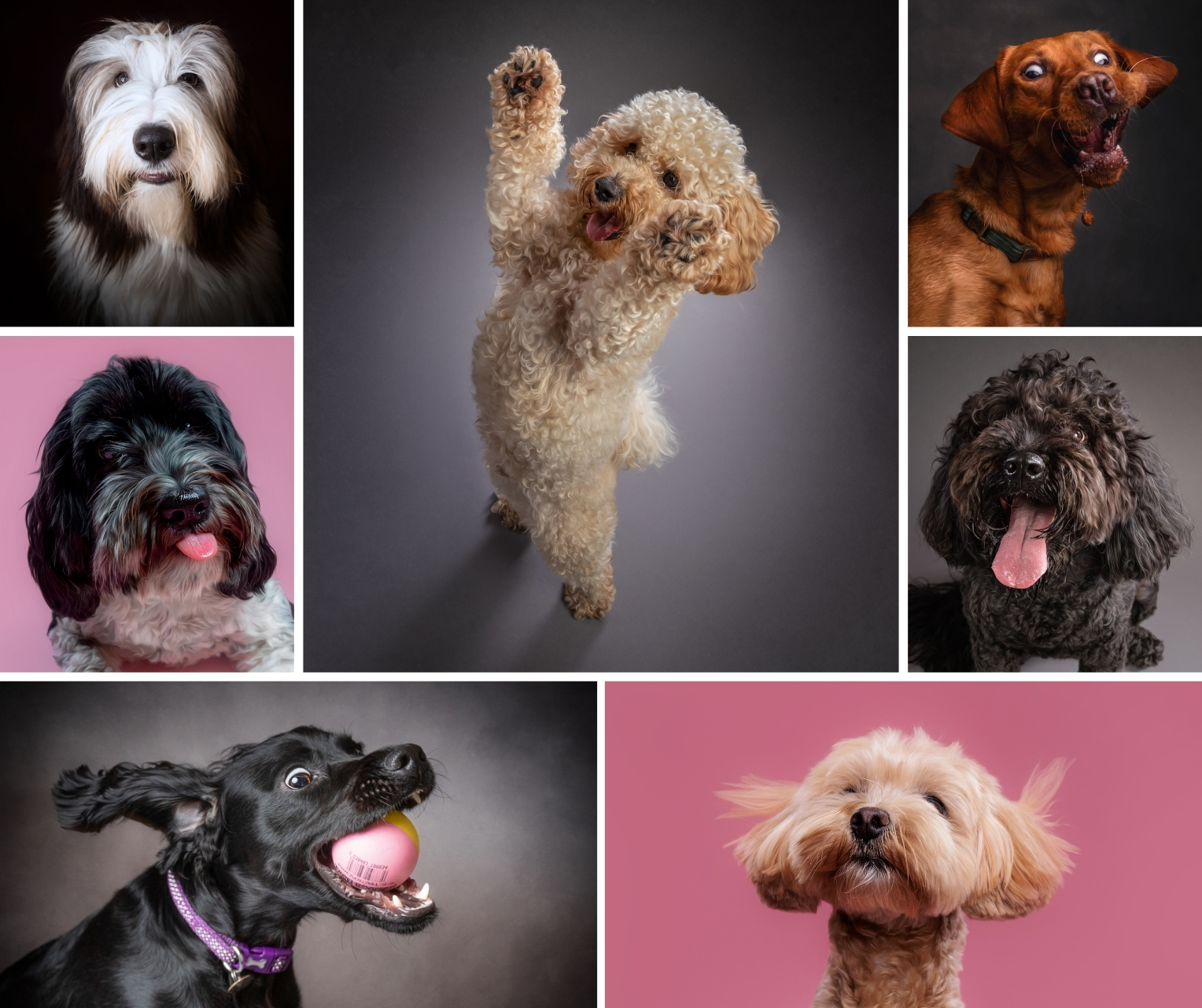 Studio pet portraits are about slowing things down.
No distractions.
No pressure.
Just your dog, exactly as they are right now.
The little details you don’t realise you’ll miss one day.
The look. The tilt of the head. The way they just are.
Clean, timeless portraits that don’t date.
Images you’ll be so glad you have 🤍
Because this version of them matters.