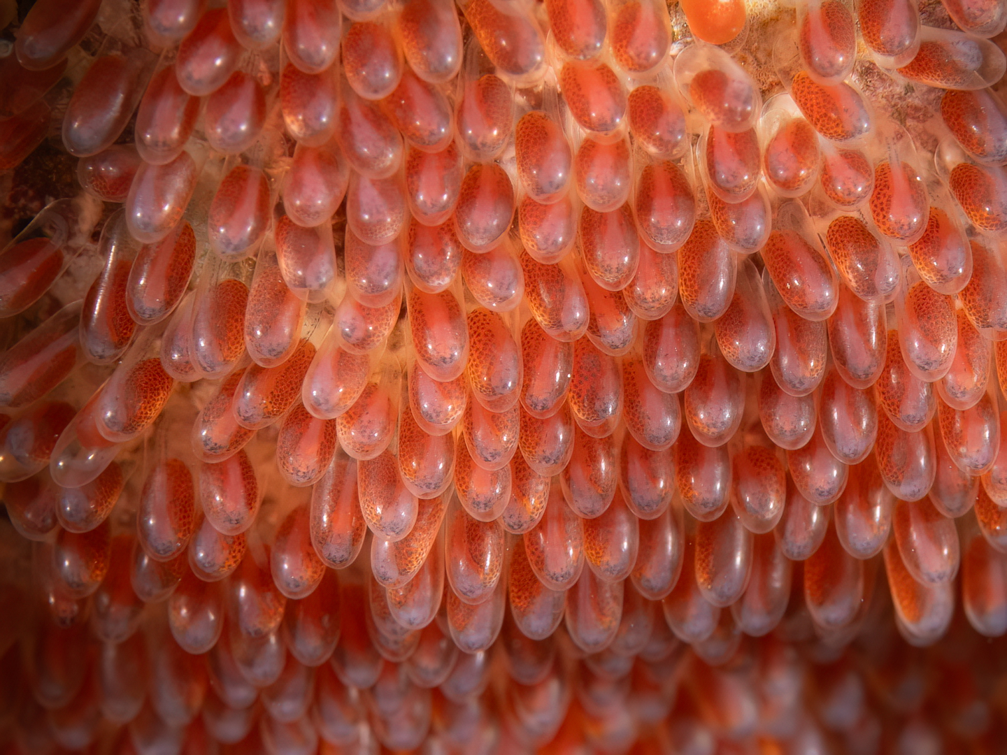 ๐๐ก๐๐ญ ๐ ๐๐ข๐๐๐๐ซ๐๐ง๐๐ ๐ ๐๐๐ฒ ๐ฆ๐๐ค๐๐ฌ! ๐๐ง๐๐ฆ๐จ๐ง๐๐๐ข๐ฌ๐ก ๐๐ ๐ ๐ฌ
Sharing these photos of Clarkeโs anemonefish (Amphiprion clarkii) eggs to demonstrate just how quickly they develop. These photos were taken almost exactly one day apart โ on day one (shots one and two) the eyes can barely be seen but by day two (shots 3 and 4) the developing eyes are clearly visible!
Not the easiest to photograph, being tucked behind an anemone and being viciously attacked by the protective parents! We needed to use magnifying diopters and some generous cropping in post processing to truly show the variation.
These were taken last weekend (4 and 5 days ago) so by now they have probably hatched with an incubation period of just 6-7 days post fertilisation.
Did you know --- the hatchlings do not stay on the same host anemone as their parents ! They actually disperse into the water column and drift away, According to google (!) they spend 1-2 weeks in the plankton layer before returning to the reef . they do not usually return to the same anemone but may end up nearby. Once a host anemone is chosen it will stay there โ possibly for life!
During our regular dives on our house reef we continuously witness new egg batches on the anemones we visit. The parents are a big giveaway being ever so busy and their level of attack mode will indicate where eggs are present โ sometimes the eggs are visible and others hidden by the anemone and this can as simple as the position of the anemone in the current when we choose to look!
It is great to see the constant circle of life on our little patch of reef and be able to share these moments with you
Cheers
John and Sandy
๐ธ John Warmington
๐๐ถ๐ป๐ฑ ๐ผ๐๐ ๐บ๐ผ๐ฟ๐ฒ โ ๐ฐ๐ผ๐บ๐ฒ ๐ฑ๐ถ๐๐ถ๐ป๐ด ๐๐ถ๐๐ต ๐๐ฟ๐ถ๐๐๐ฒ๐ฟ ๐ฆ๐ฝ๐ผ๐๐๐ฒ๐ฟ:
๐ค๐ค๐ค.๐๐๐๐ก๐ก๐๐๐ ๐๐๐ก๐ก๐๐.๐๐๐
๐ฃ๐น๐ฎ๐ป ๐ฎ ๐ฑ๐ถ๐๐ฒ ๐ฏ๐ฟ๐ฒ๐ฎ๐ธ ๐ณ๐ผ๐ฟ ๐๐๐ผ:
โ๐ก๐ก๐๐ ://๐๐๐๐๐๐.๐๐๐/โ/๐๐๐๐๐๐ค๐๐ก๐๐๐
#UnderwaterPhotography #VanuatuMoments #DiveVanuatu #KarmaWatersVanuatu #fisheggs