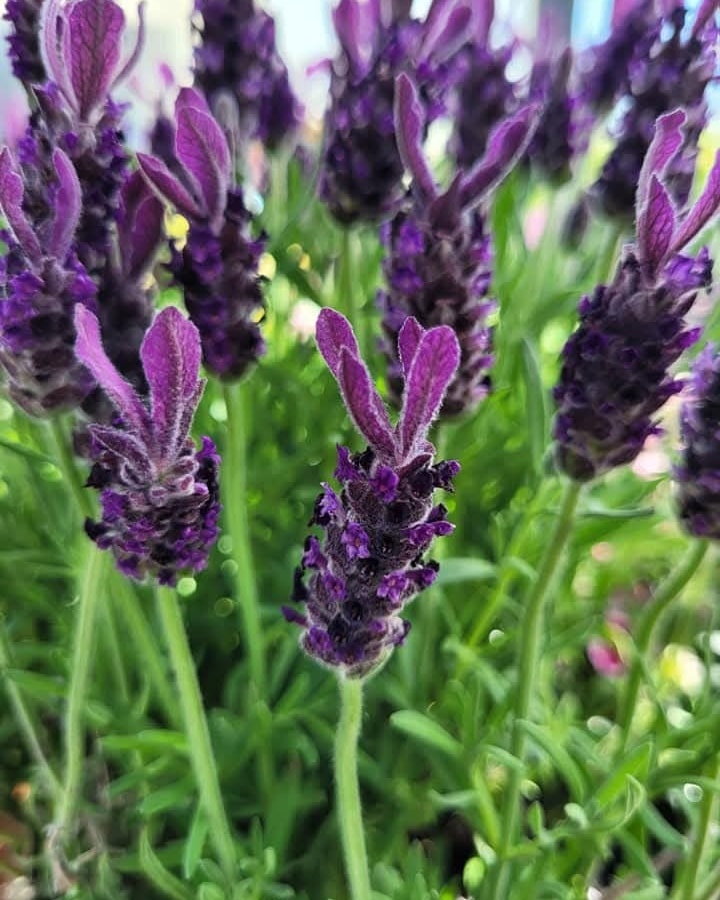 Hverablóm and Rósakaffi are under the same roof, which makes it very easy to turn a great meal into a lovely little browse. Rósakaffi is known for their amazing food, whether you stop in for lunch, a dessert, a local beer, or just a really good cup of coffee. Once you are done eating, wander around Hverablóm and take your time looking around. You will find beautiful flowers and plants, along with gifts, cups, candles, and all kinds of charming details that are hard to leave behind.
Be sure to follow either or both on Facebook to see what is new and in season.
#visithveragerði #visithveragerdi #hveragerdi #hveragerði #southiceland #flowers #hverablóm #hverablom