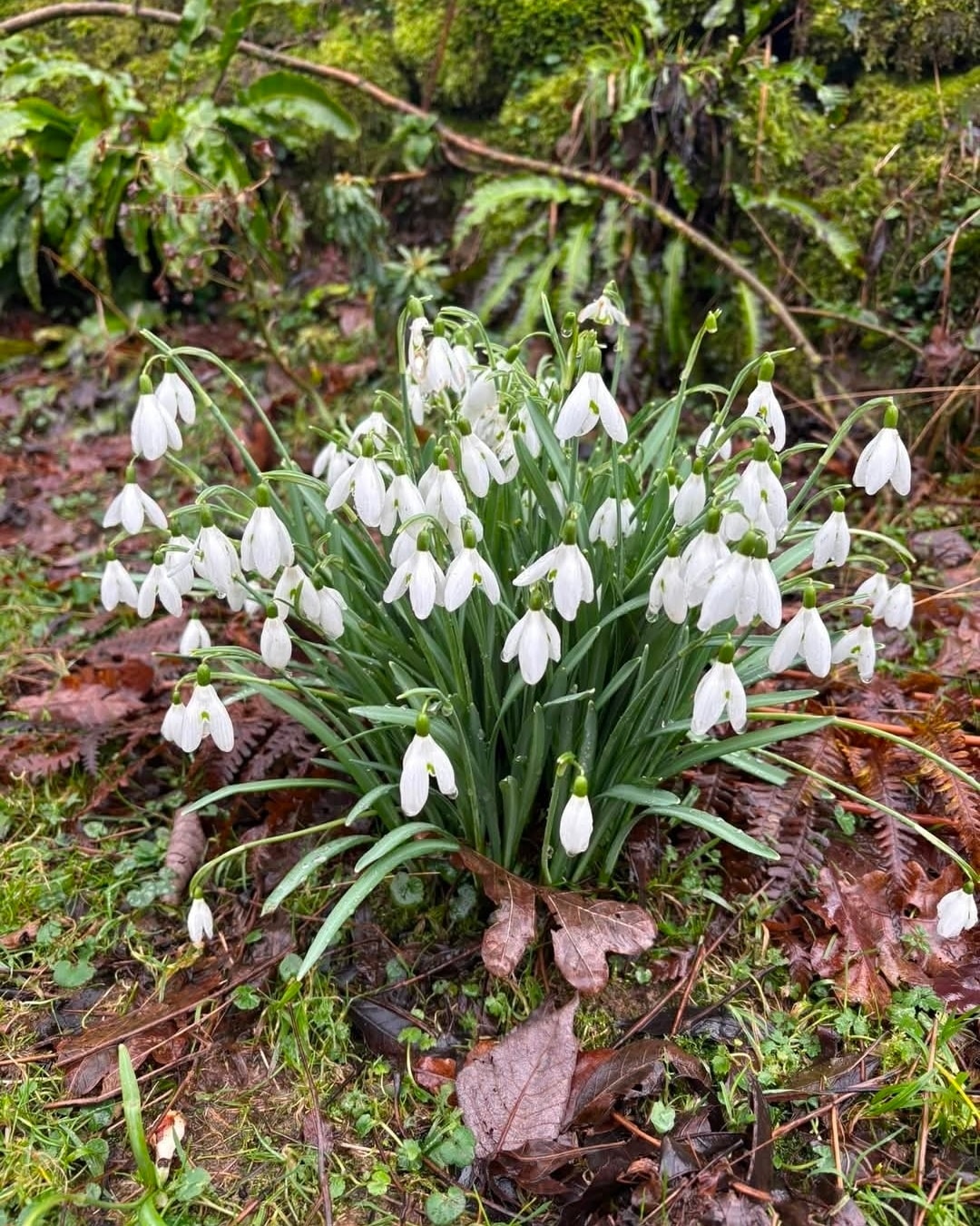 This week's #ShineVibes are inspired by the @kirsty_gallagher_ reading I chose for last week's #YogaClass..... with photo credit to the wonderful Lisa Paget:
"Spend time with the snowdrops - the ultimate sign of hope and the promise of good things to come. Think about what they have gone through to grow, pushong through the frozen, snow-covered ground. Growth is sometimes uncomfortable; it drives us to our edges and it can be easy to give up. If you are currently facing challenges or anything that feels uncomfortable, let the snowdrops remind you of what is waiting on the other side." 🤍