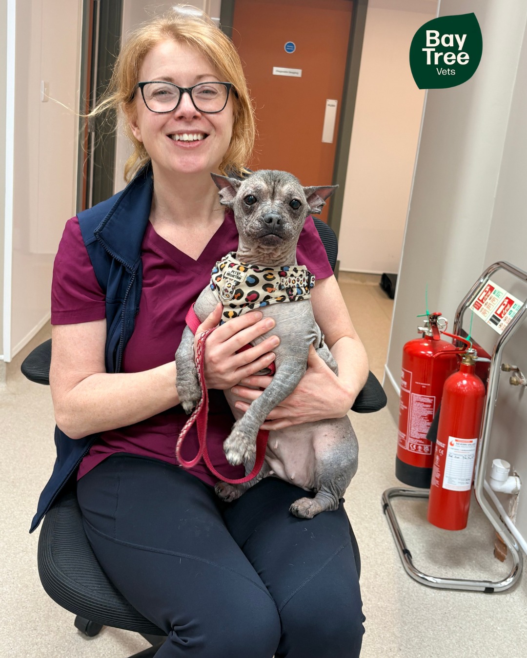 Guess the breed! Can you guess what breed lovely Mimm is?
*Hint - she is a mix of two breeds! *
Mimm is 6 years old and came in for the day with us recently 💛🐾