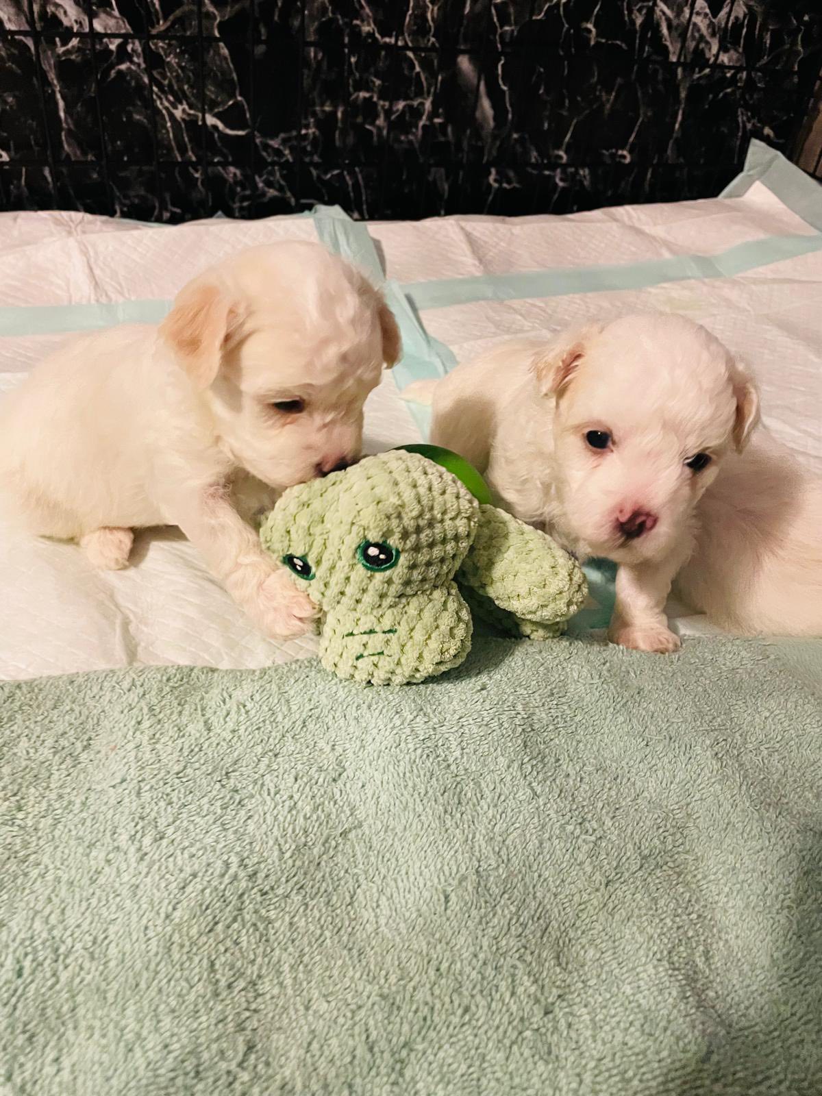 Solo quedan estos tres galanes en búsqueda de su forever home. Interesados inbox. Estarán listos para entregar en marzo desde el día 10-12