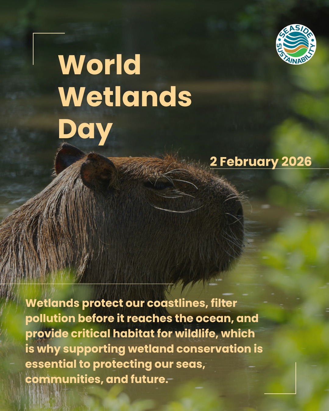 Wetlands are essential to protecting our coastlines, filtering pollution, and sustaining wildlife. At Seaside Sustainability, we’re committed to protecting these ecosystems because healthy wetlands mean healthy seas, resilient communities, and a sustainable future.
#SeasideSustainability #WorldWetlandsDay #ProtectWetlands #HealthyCoasts #OceanProtection #EnvironmentalStewardship #ClimateResilience #NatureBasedSolutions