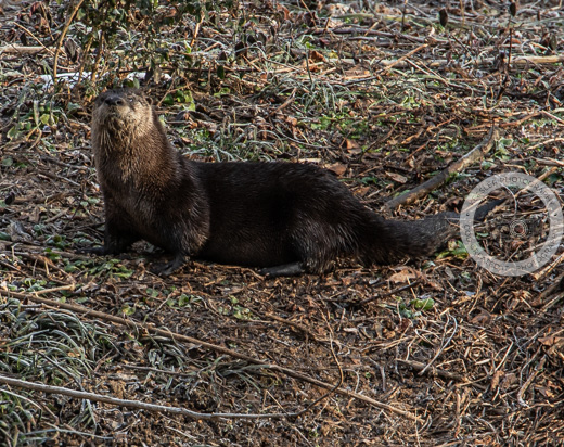 13026 #landscapephotography #winter #ice #winter #naturelovers #birdphotography #otterlife #waterfowl #duck