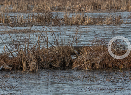 12926 #landscapephotography #naturelovers #birdphotography #winter #ice #naturephotography