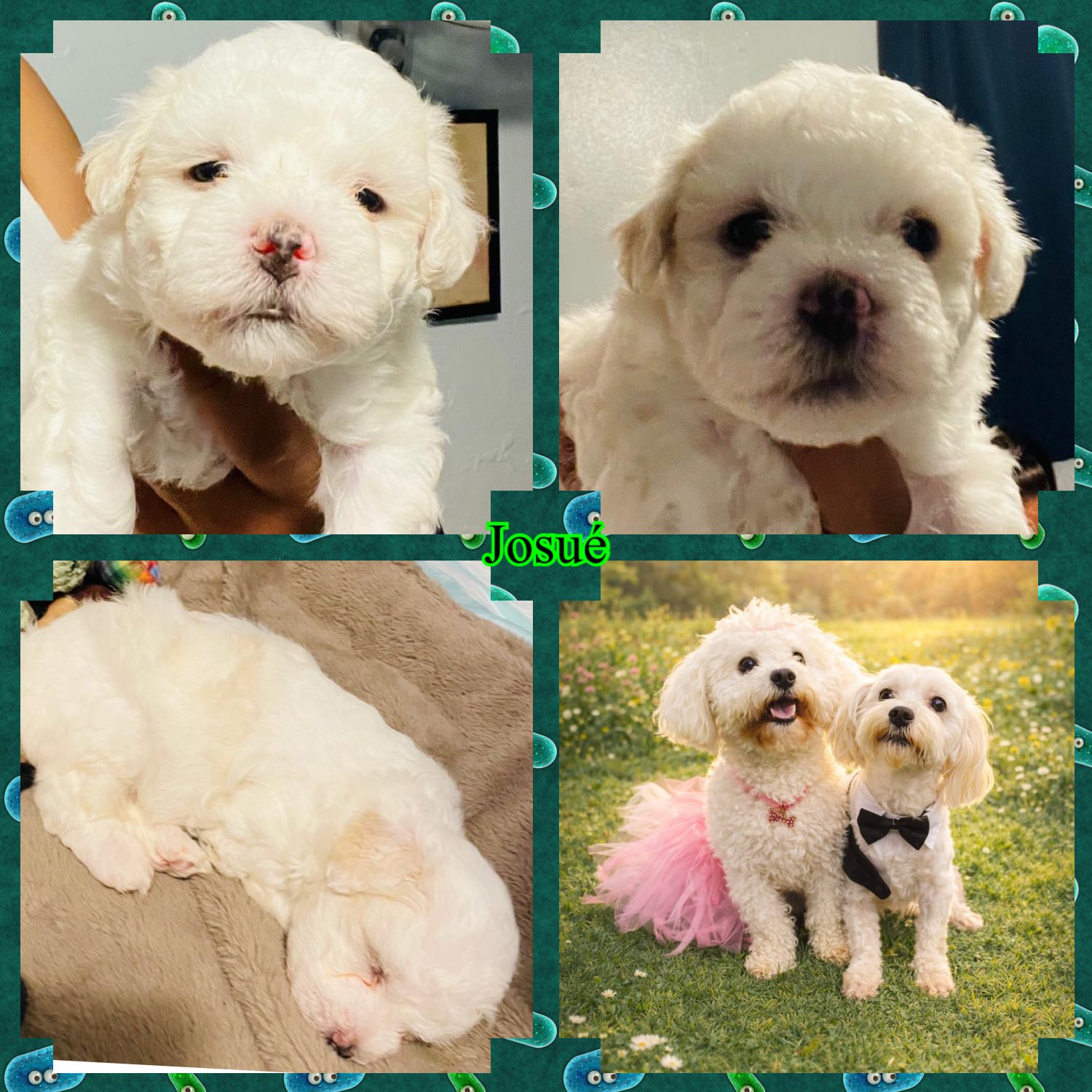 3 Machos. Samson, Josué, y Junior 🤗 Disponible