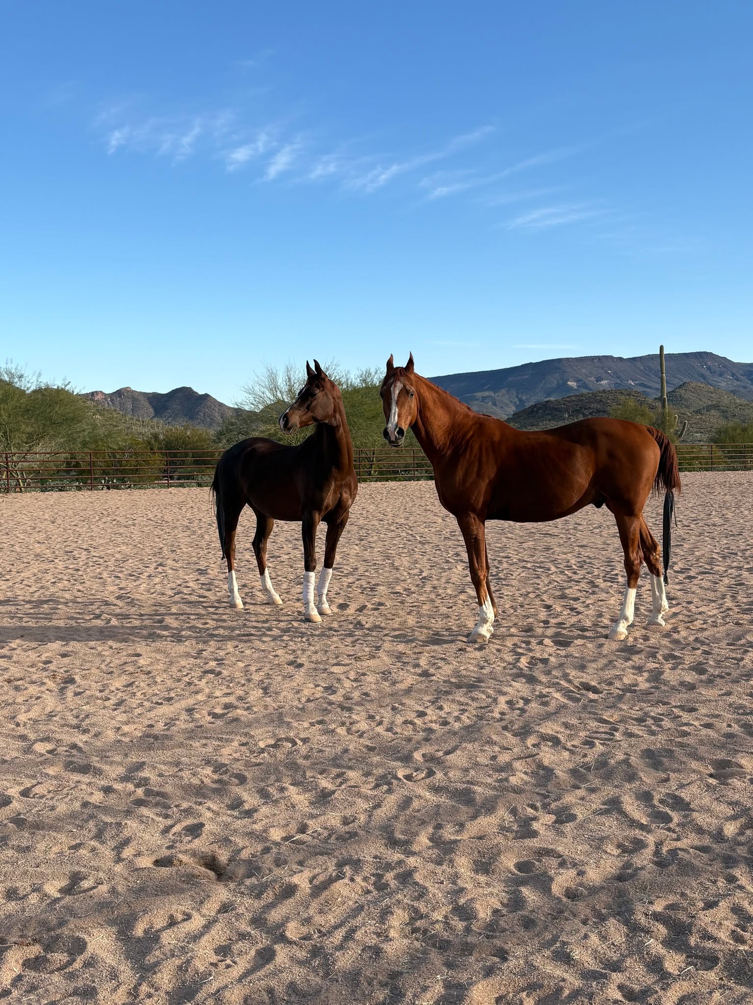New friends Friday! We have a new horse at the ranch, Vali! Vali is here to try his hand at being a coaching horse, and so far so good. He's definitely enjoying his new friends, all-day turnout, and he's doing his best to understand what hula hoops, pool noodles and giant soccer balls are doing in the arena. Want to meet the new guy? Schedule a session today!