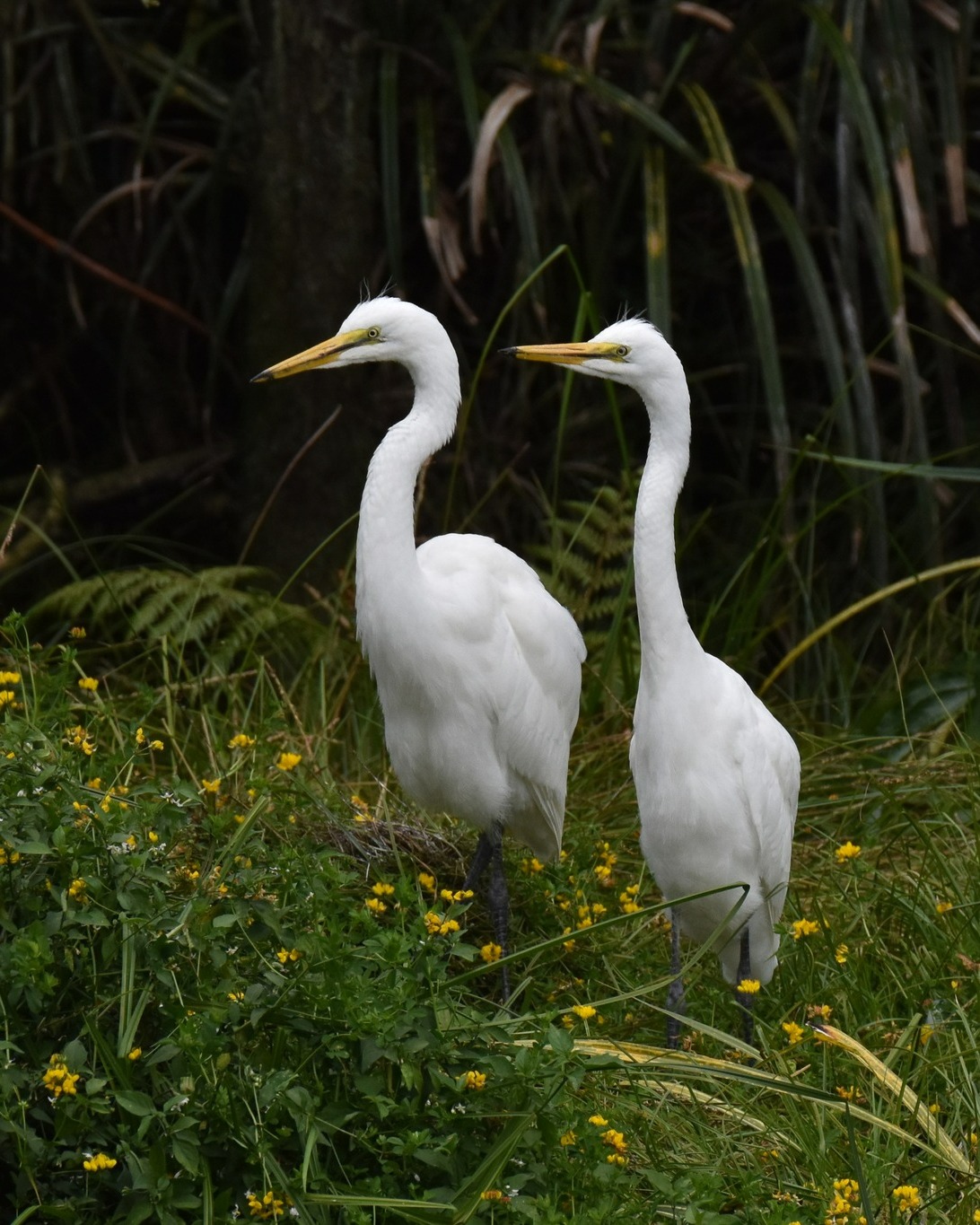 Some of the gorgeous juvenile birds we’ve enjoyed observing recently within the beautiful Waitangiroto Nature Reserve… 😍
#whiteherontours #juvenilebirds #nzbirds #birdsnz #naturenz #wildlifenz #whataroa #franzjosef #glaciercountrynz #westcoastnz #westcoastsouthisland