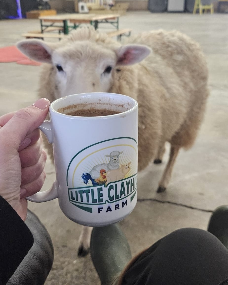 Sneaking Lily lamb indoors to have a hot drink and warm up.. don't tell Colin 🤭
