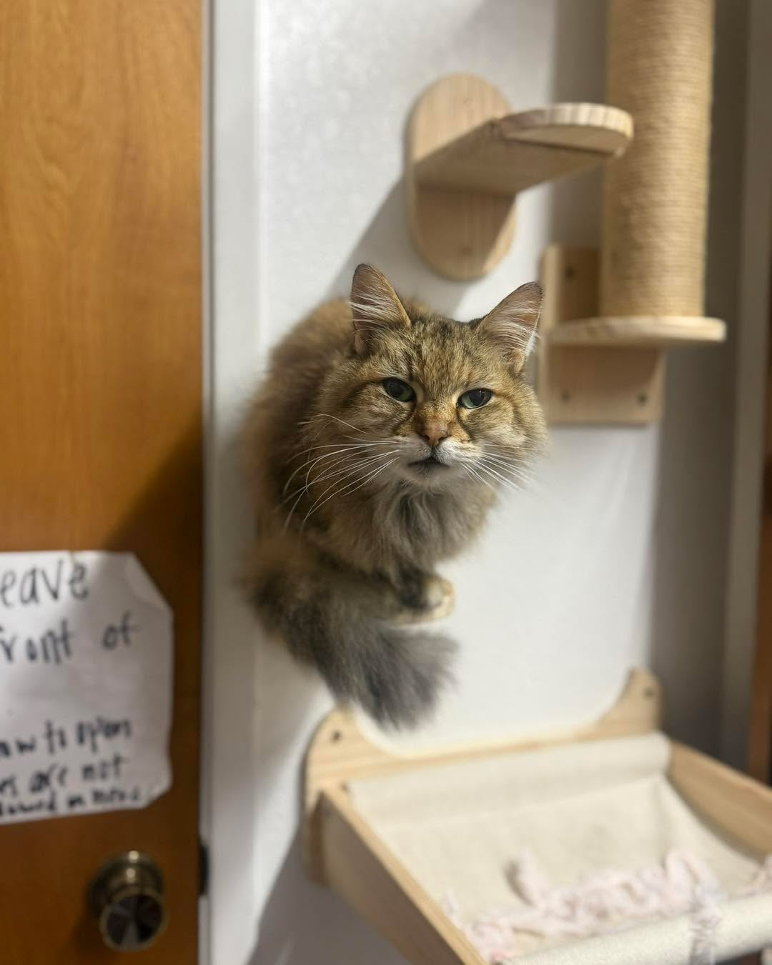 Is she levitating? 🕴️
#CrystalHealing #Intuition #InnerPeace #Bookworm #HealingCrystals #SelfLove #Bookstore #ReadingGoals #bookstorecats #groverbeachcalifornia♥️ #cats