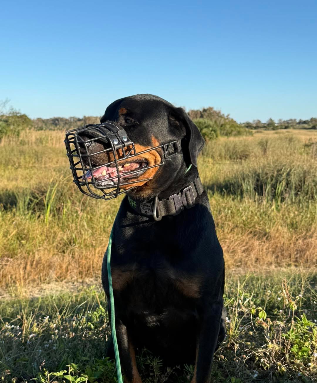 “You’ve made more sense to us and gave us so much more useful information in this short period of time over the phone than that other trainer gave us in two weeks and with $3,000.”
This was recently said to me by a client I worked with remotely. A family member was actually a previous client of mine and gifted them a remote session after their dog, who was displaying aggression towards her owners and had bitten both of them several times, was sent to a two week board and train program in their area and then the dog came back worse.
Why? Because when a dog is displaying aggression towards their owners, in their home, in their daily life, removing the dog from their owners, from their home, and from their daily life rarely resolves the issues. And obedience alone does not fix moderate - severe aggression cases.
I’m passionate about aggression, especially owner directed aggression. And it’s actually one of the things that is easy to work with remotely. I’m grateful for clients who are open to unconventional methods of help, until they become more conventional!
#RotNDog #RotNDogTraining #dogtrainer #dogtraining #dogbehavior #soflo #palmbeach #broward #puppies #puppytraining #gooddog #goodpuppy #obedience #aggression #fear #anxiety #behavior #training #muzzle #adopt #rescue #shelterdogs #dogswhobite