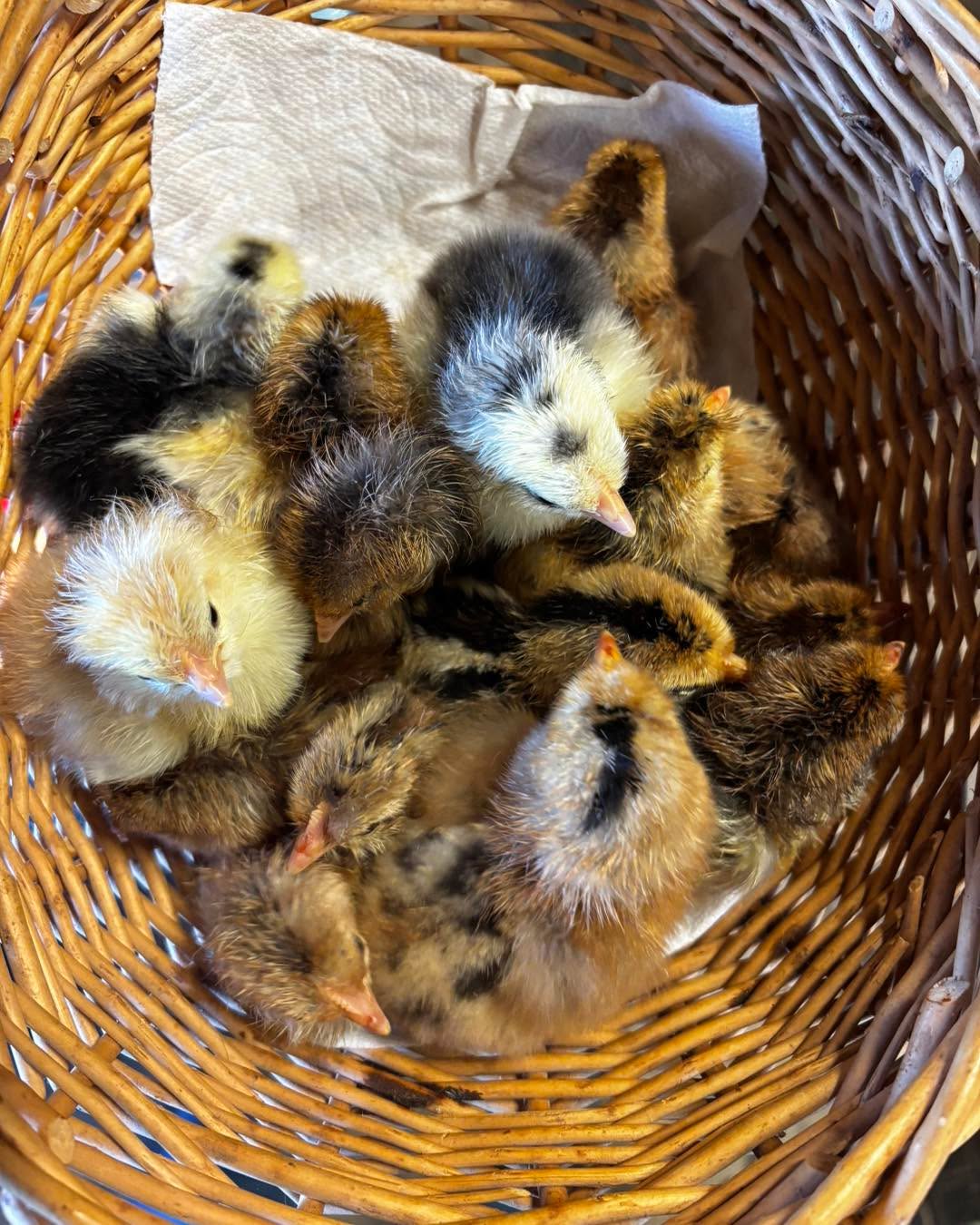 Palo Cedro CA The next batch of chicks is just out of the incubator. They will be ready to go starting tomorrow. Blue, green and brown egg layers. All straight run/unsexed Swedish Flower Hens, Shetland Hens and olive eggers. Message for details.