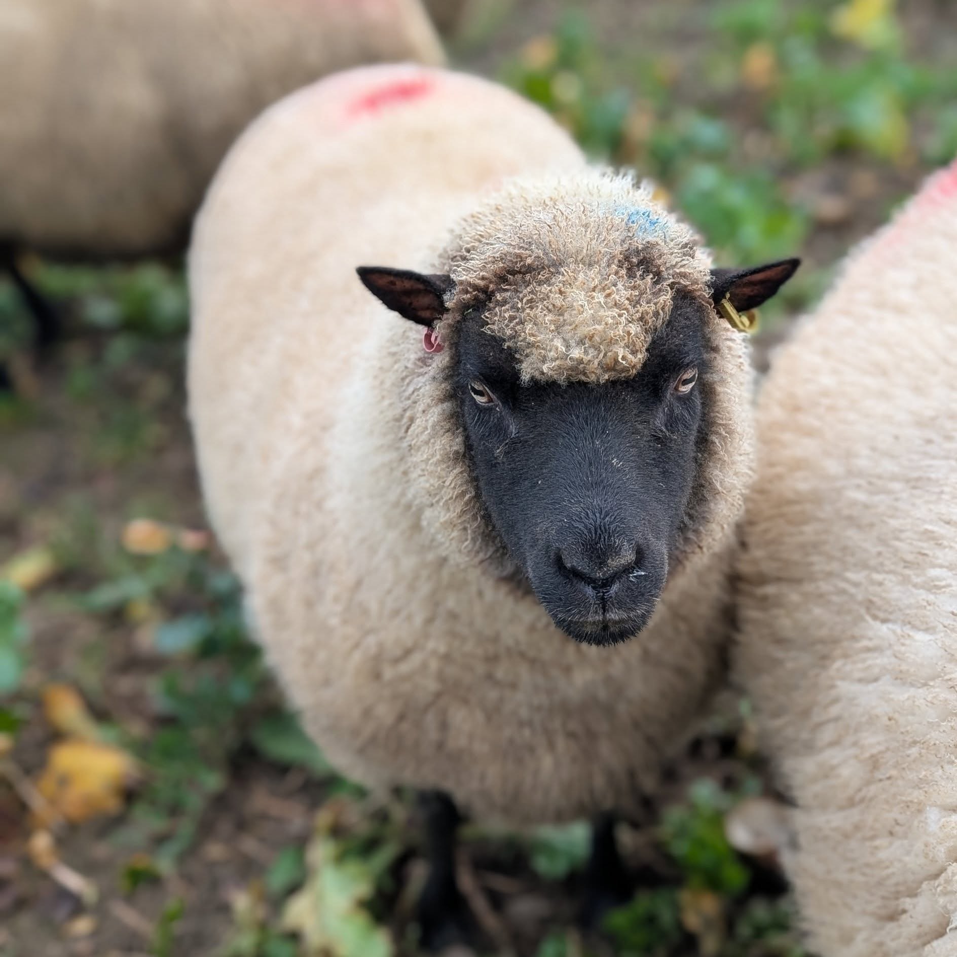 I had a great sheepy time with a shepherd and her sheep on a local farm this morning with a view to buying some of the fleeces come shearing. They have Norfolk Horn and Llanwenog rare breeds and a commercial flock of Lleyn. Currently they focus on meat production but would be delighted if some of the fleeces could find a local home rather than going off British wool. I'm feeling very excited about sourcing some new breeds to me and seeing how the yarns turn out. Watch this space!
#rarebreedsheep #sheepfarming #fieldtofibre #sustainability #slowfashion