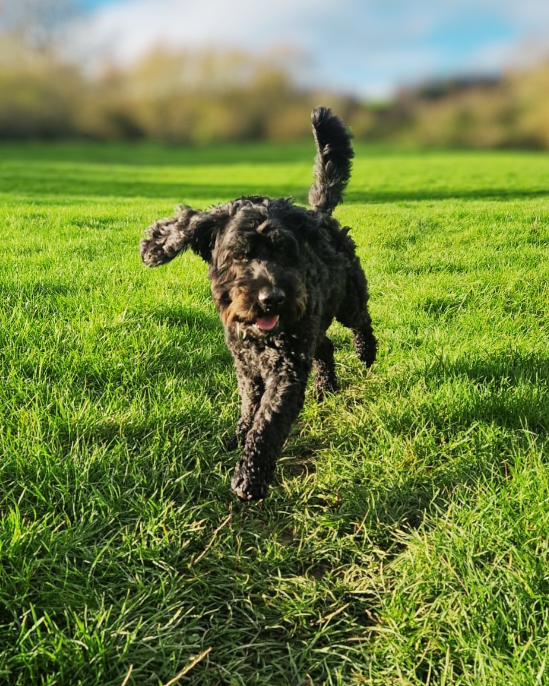 Is a walk always enough? 🐾
Sometimes yes.
Sometimes dogs need more — or something different.
That’s why we offer hikes, secure field time, enrichment visits, café trips and longer adventure walks.
Because real dog care fits around real family life 💛
And professional dog walking should work for everyone.
#DogCareProfessionals #HappyDogsHappyHomes #DogWalkingLife #PetCareWithHeart #DogParents