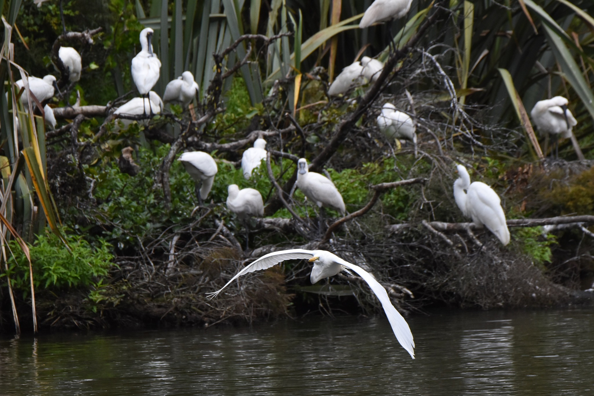 The juvenile Kōtuku are exploring and spreading out on either side of the nesting site, along the banks of the Waitangiroto River as they learn to forage for themselves.
A few are still receiving the occasional feed from their parents, so they’re not straying too far from their nests just yet... 🥰
#whiteherons #kotuku #nzbirds #birdsnz #whiteheronsanctuary #naturetoursnz #waitangirotonaturereserve #whataroa #franzjosef #glaciercountrynz #southisland