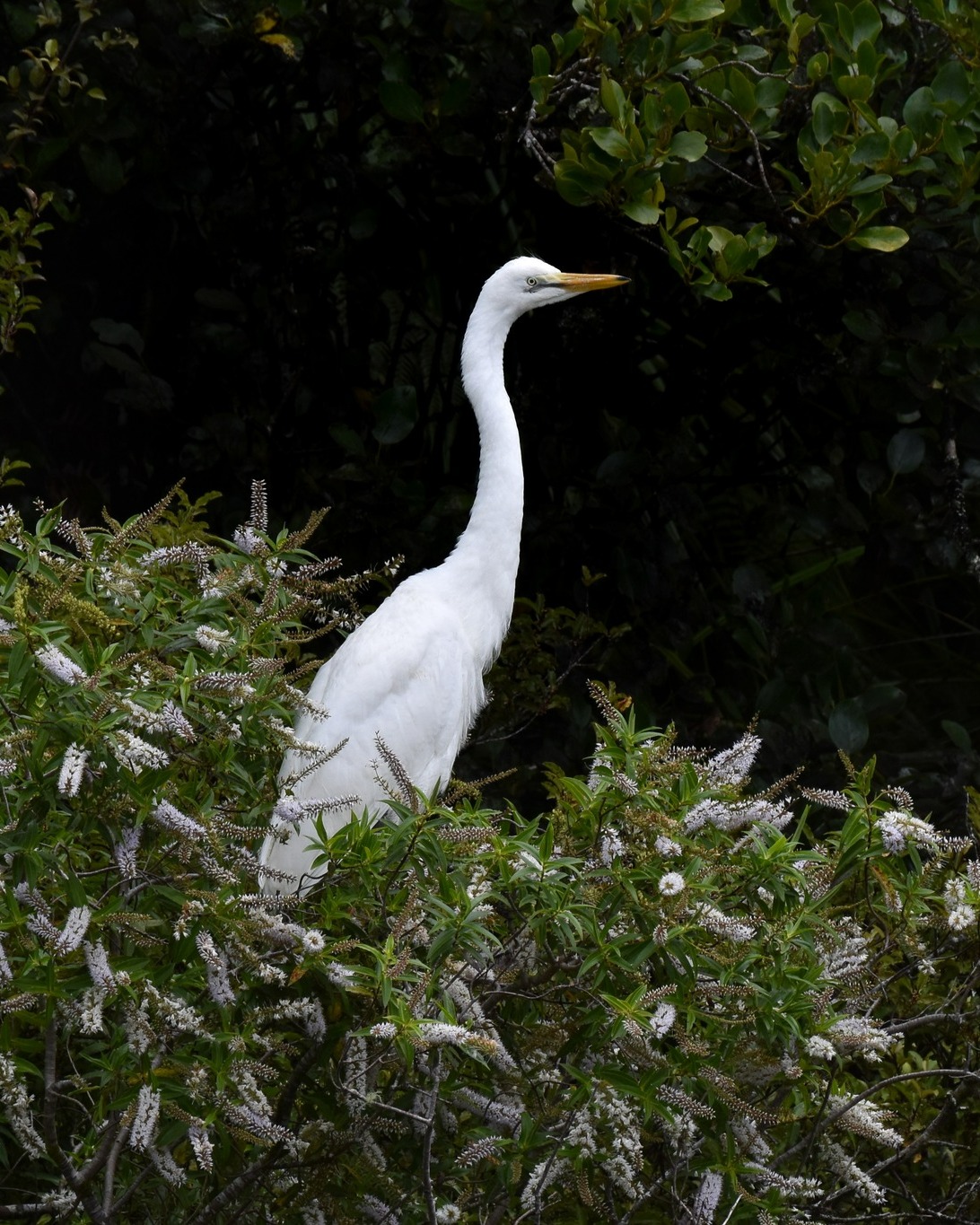 A young Kōtuku amongst flowering Koromiko at Aotearoa's only White Heron nesting site 🤍🥰
#whiteherontours #whiteheron #kotuku #waitangirotonaturereserve #whataroa #birdsandnaturenz #nzbirds #nzplants #naturenz #westcoastsouthisland