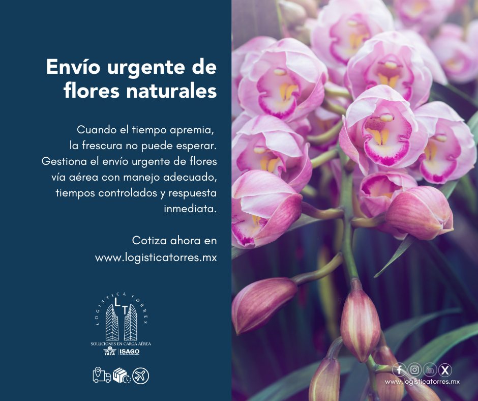 🌸⚡✈️ Envío urgente de flores naturales 🌸
Cuando el tiempo apremia, la frescura no puede esperar.
Gestiona el envío urgente de flores vía aérea con manejo adecuado, tiempos controlados y respuesta inmediata.
En Logística Torres coordinamos traslados exprés para que tus flores lleguen rápido, frescas y en perfectas condiciones.
📲 Contáctanos y activa tu envío urgente hoy.
🌸 Urgente no significa improvisado.
.
.
.
.
#EnvíoUrgente #EnvíoDeFlores #CargaPerecedera #TransporteAéreo #LogísticaAérea #EntregasATiempo #LogísticaProfesional #tucargasegura #tucargasegurayatiempo #logistica #volariscargo #logisticaytransporte #SomosLogisticaTorres #enviosnacionales