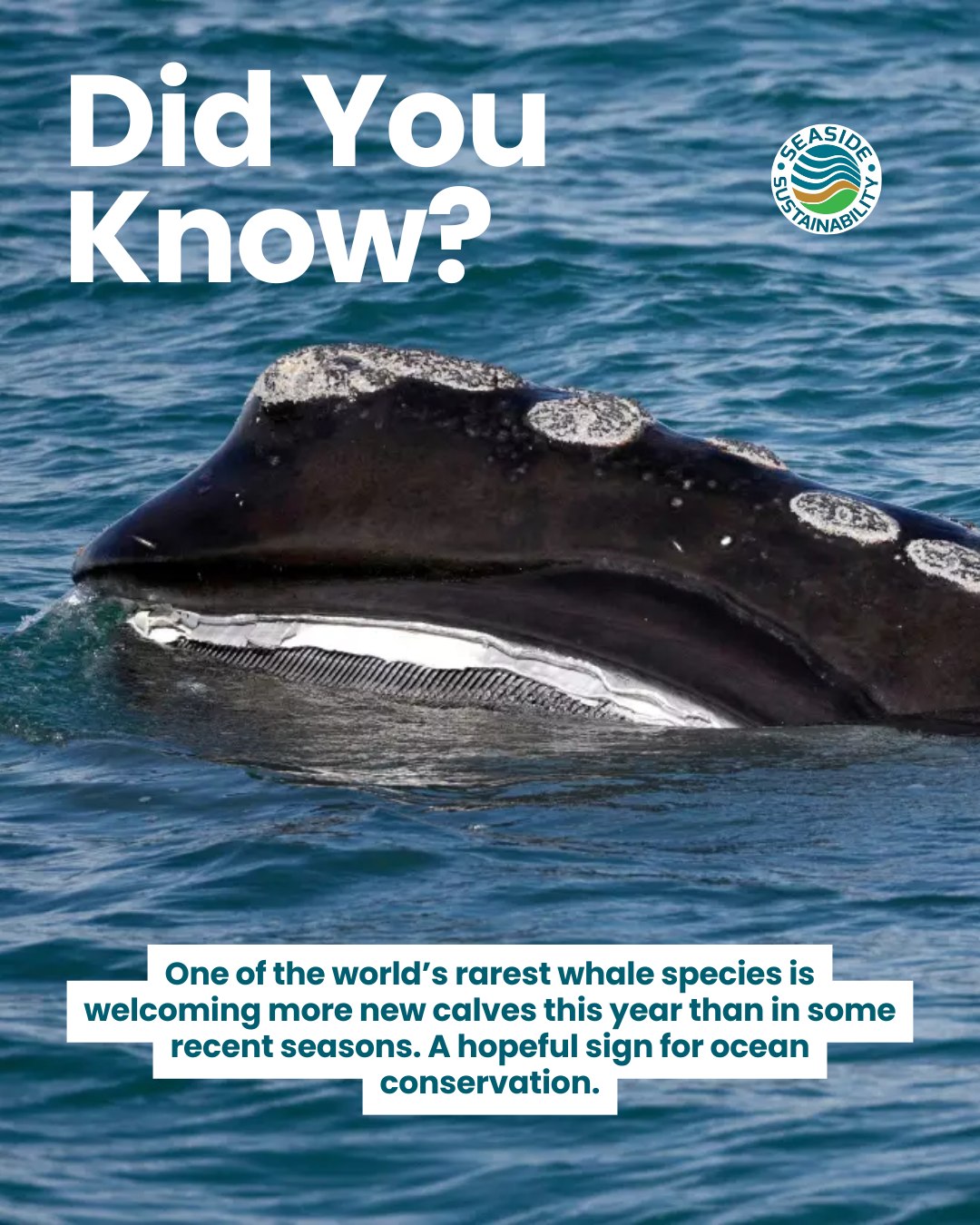 The recovery of whales population doesn’t happen overnight. It takes science, policy, and long-term commitment. This year’s increase in calves offers a hopeful glimpse of what sustained conservation can achieve. 🌊🐋
#SeasideSustainability #OceanAction #Nonprofit #positivenews #MarineLife #MarineConservation