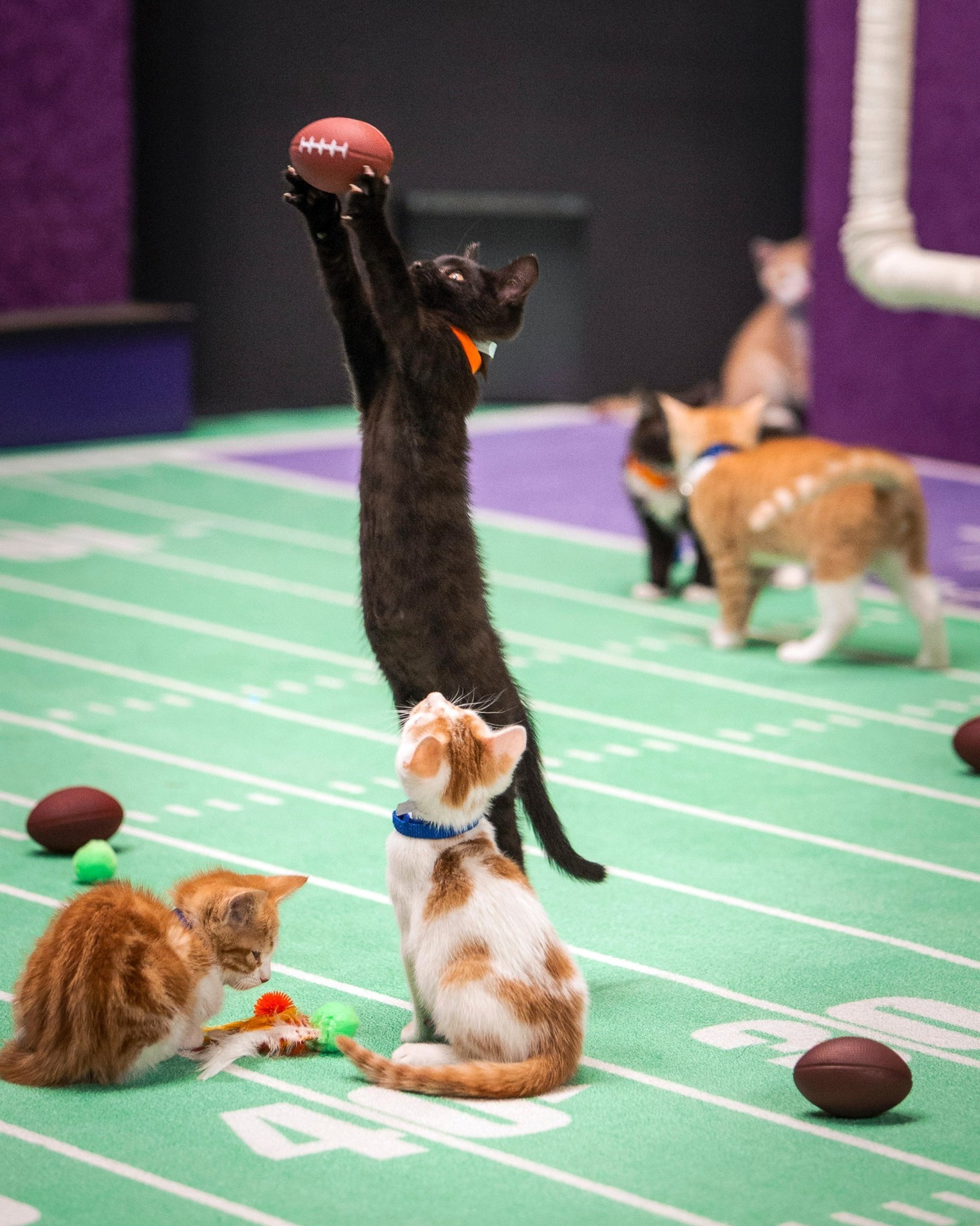 We're sharpening our claws in anticipation of the big game...