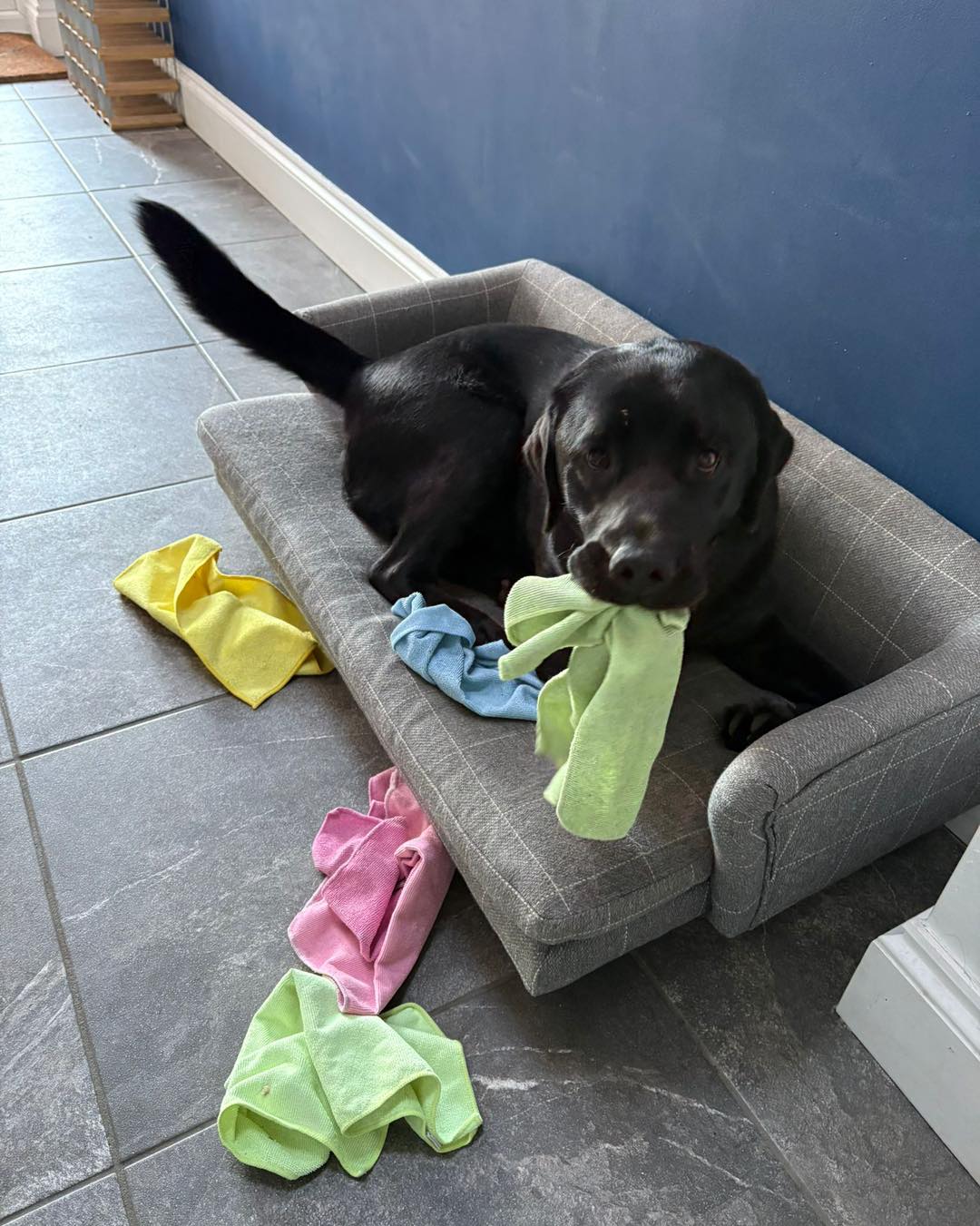 Someone wants to play 🤣🐶