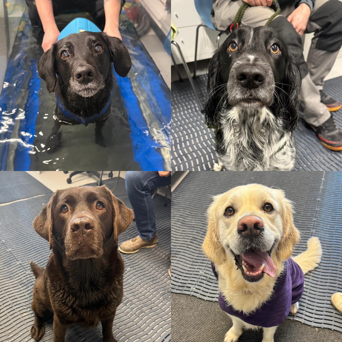 Please welcome all of the new faces that have started with us in the last couple of weeks. 🐶🦴
Scrumpy (Labrador) Arthritis
Jackson (Sprocker) Bilateral Cruciate Disease
Lottie (Labrador) Muscle Wastage HLS
Maisie (Golden Retriever) Fitness
Pip (Patterdale X) Fitness
Colin (Wired Haired Vizsla) Fitness
Charlie (Cocker Spaniel) Fitness
Finlay (Cocker Spaniel) Puppy Fitness
Ruby (Staffie) Lameness to RF
Leroy (American Cocker Spaniel) TPLO RH
Bertie (Border Collie) R shoulder lateral glenohumeral ligament injury
Luna (Min Dachshund) Paraplegia + Surgery L2/5 Right Sided Hemilaminectomy
Thor (Staffie x Boxer) Left Tarsal Instability
Molly (Border Collie X Beagle) RH TPLO
Harley (Cocker Spaniel) Fitness
Scrumpy (STD Dachshund) Narrowed Disc Spaces T7,T8,T9,T10, DJD R Hip, Suspected IVDD
Douglas (Toy Poodle) Occasional Skip in RH
Kalvin (Sprocker) Bilateral Humeral Intracondylar Fissure
Rico (Crossbreed) Lame LH, Crepitus Bilat Stifles and Hip Discomfort L>R
Bruce (Border Collie) Fitness
Storm (Boxer x) Cruciate injury
Herbie (Labrador x Golden Retriever) Bilateral Elbow Dysplasia
Patch (Bordador) Muscle strengthening
Gracie (Labrador) Bilateral Elbow Dysplasia