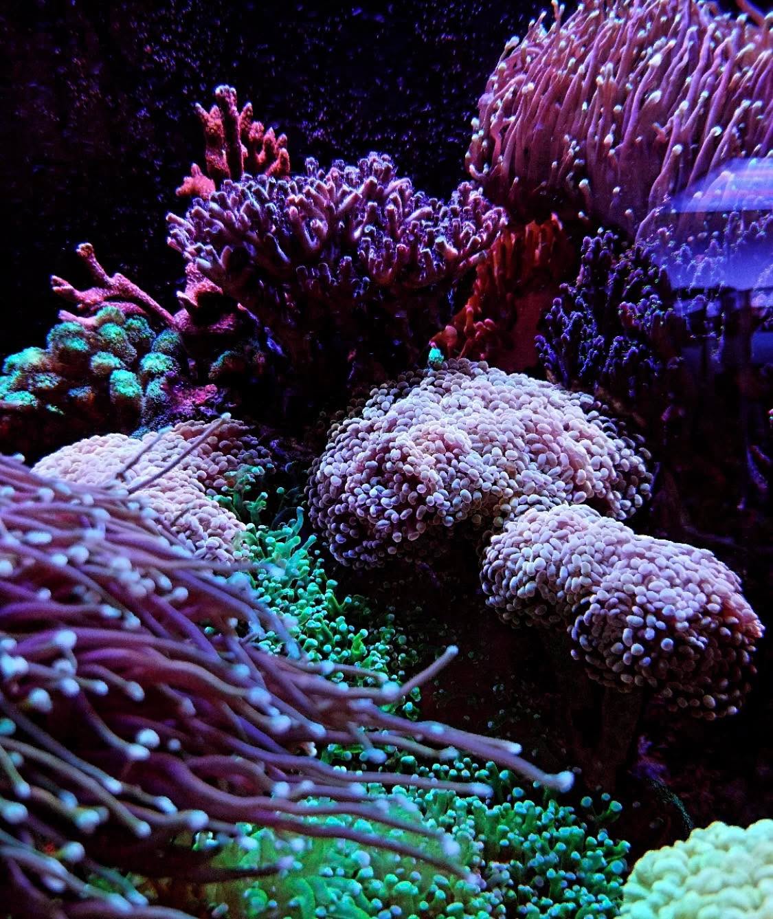 #tropicmarintanks
Amazing shot from @gugareefortal 💜
Show us your corals!
#tropicmarintanks #tropicmarin #tropic_marin
#eatsleepreef #allmymoneygoestocoral #reefporn
#coralporn #reefaholics #aquarium #saltwateraquarium #nanoreef #reeftanks #euroreefers #reef2reef #reefers4reefers #vitaminsea #seafari
@tropicmarinusa @tropic_marin_br @tropic_marinarg
@tropicmarinperu @aquarium_planet_er @scireef @aqua.united.gmbh