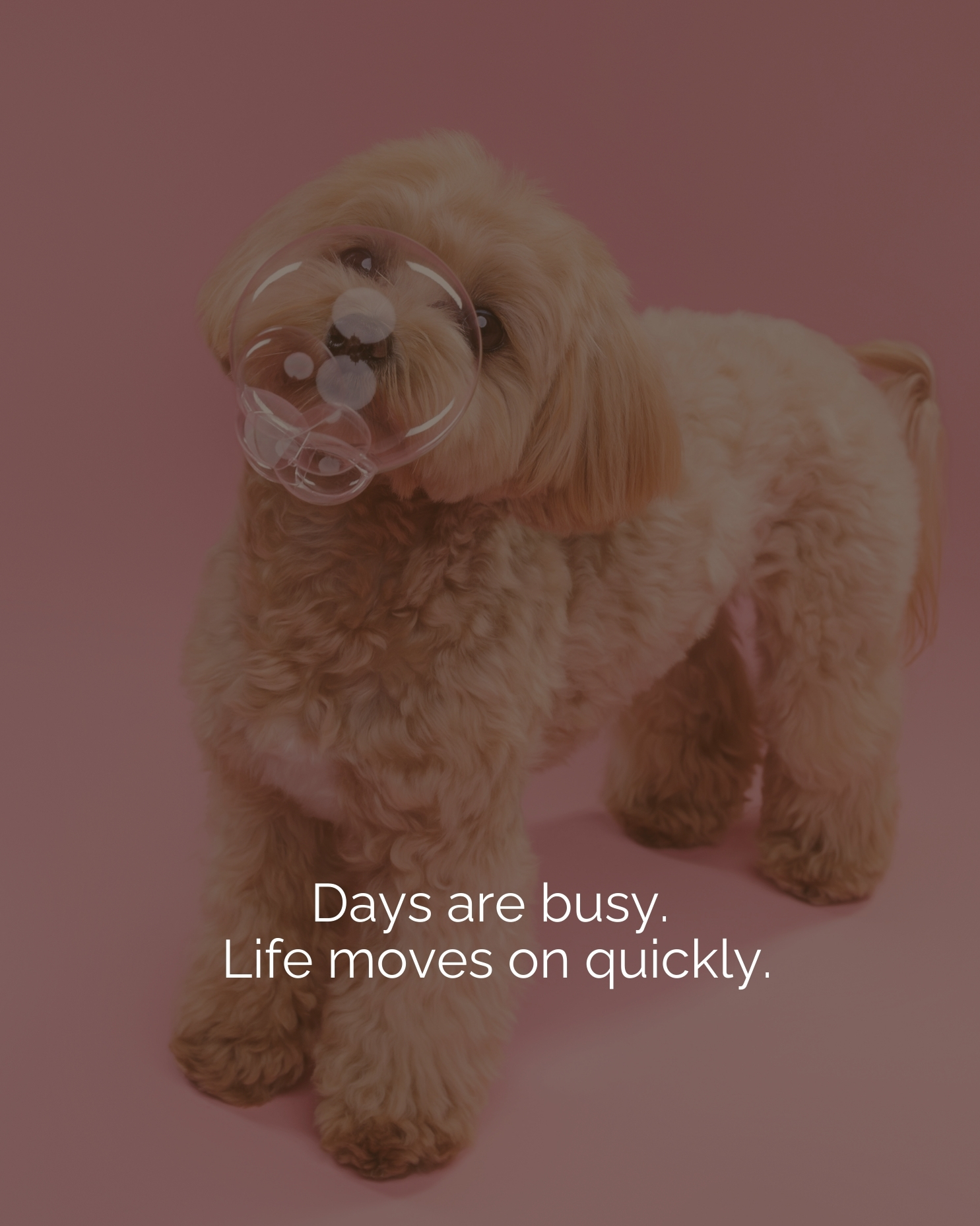 Days are busy. Life moves fast.
And without noticing, time passes…
They’re still growing.
Still changing.
Still completely themselves.
This version of them matters 🤍
Pet photography doesn’t need a big plan.
It just needs you to say yes.