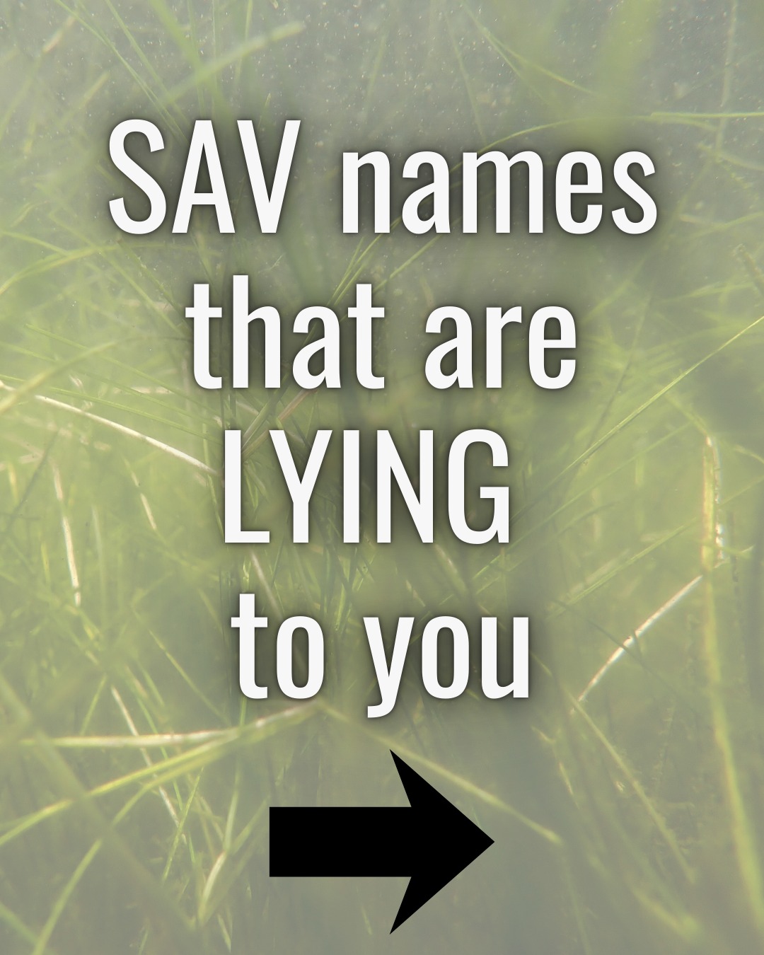 Common names are doing their best...
This is why scientific names matter!
Part 1 of SAV names that are lying to you
What other plant names can you think of that don't "add up?" 🤔