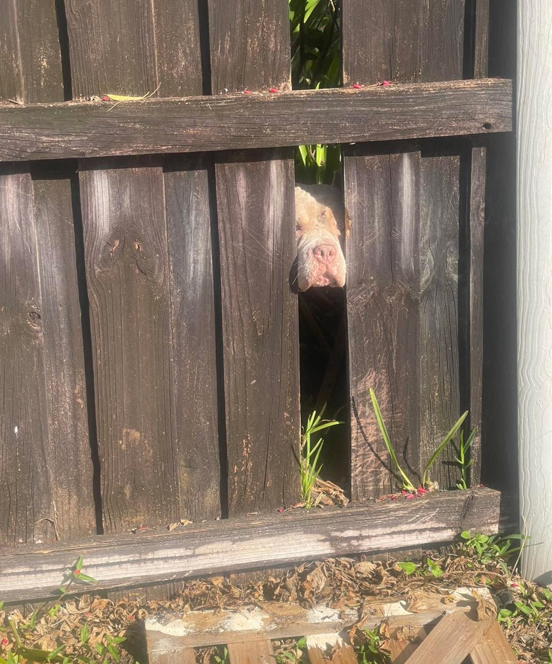 NEIGHBOR WARS
Sharing a fence with a neighbor when either your dog or their dog has a history of displaying aggression can be a nightmare. While we can always attempt to be friendly and cordial with our neighbors and try to get them to fix their own fencing, not everyone is receptive to the conversation.
It’s important that we always take the initiative in securing our own yards. Whether that’s putting up additional barriers, creating buffer zones, fixing the fence from our side, adding things to the fence to make it impossible to break through, or actually putting up our own new fence… conflict between neighbors and their dogs usually don’t end well unless we take steps to resolve the issue to the best of our ability.
#RotNDog #RotNDogTraining #dogtrainer #dogtraining #dogbehavior #soflo #palmbeach #broward #puppies #puppytraining #gooddog #goodpuppy #obedience #aggression #fear #anxiety #behavior #training #muzzle #adopt #rescue #shelterdogs #dogswhobite