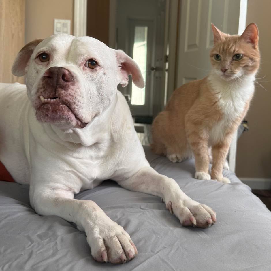 It’s incredible to think that Betty (left) and Peter (right) started off with Betty leashed and muzzled and Peter avoiding her. What began as a long road of training, management, and dedication with an unknown future prognosis has now ended in a very unconventional kinship that surpasses just basic tolerance of one another. Every picture and video I get of these two makes my heart smile.
#RotNDog #RotNDogTraining #dogtrainer #dogtraining #dogbehavior #soflo #palmbeach #broward #puppies #puppytraining #gooddog #goodpuppy #obedience #aggression #fear #anxiety #behavior #training #muzzle #adopt #rescue #shelterdogs #dogswhobite