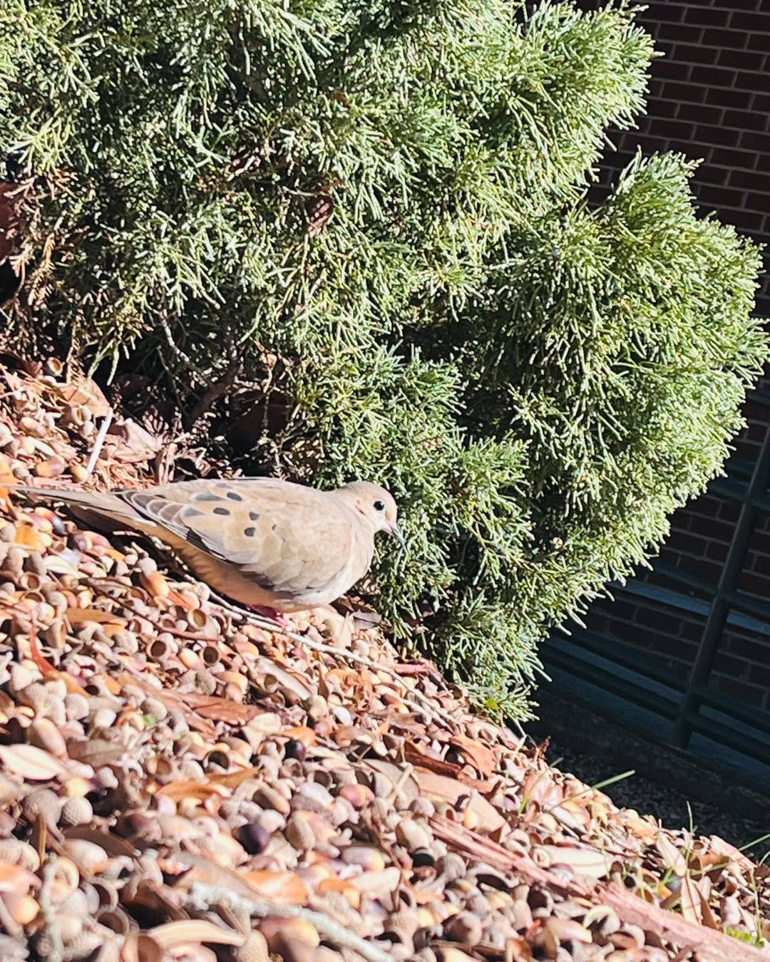 Earlier today, while at work, I had stepped outside for a bit and on the way back in I saw this beautiful dove. It was actually 2 of them but the other one ran away.
So, while I was so fascinated by watching them I decided to snap a few pictures.
And this one was a good sport! He let me take as many as I wanted, as long as I didn’t put the camera directly in his face 😂.
Isn’t it beautiful ? 😍❤️
#mourningdove #naturephotography
#Mississippi #naturelovers ✨