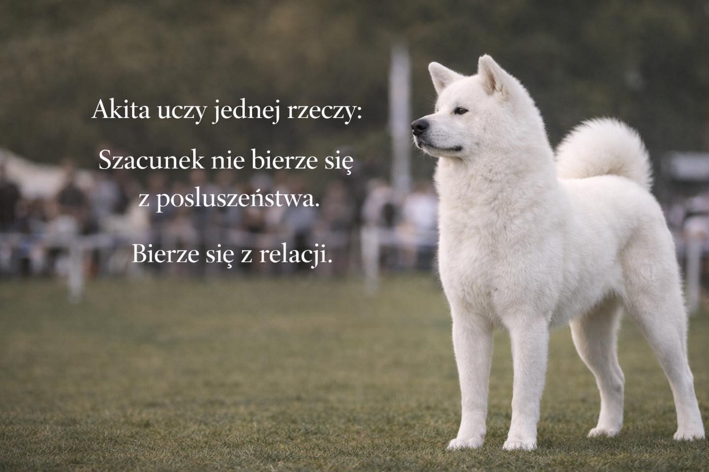 #love #psy #akitapuppy #akitaworld #akita #akitainu #akitainupuppy