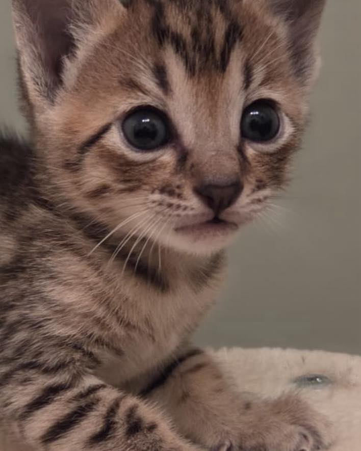 Our Gorgeous Remy 💙
Isn’t he just adorable 🥰