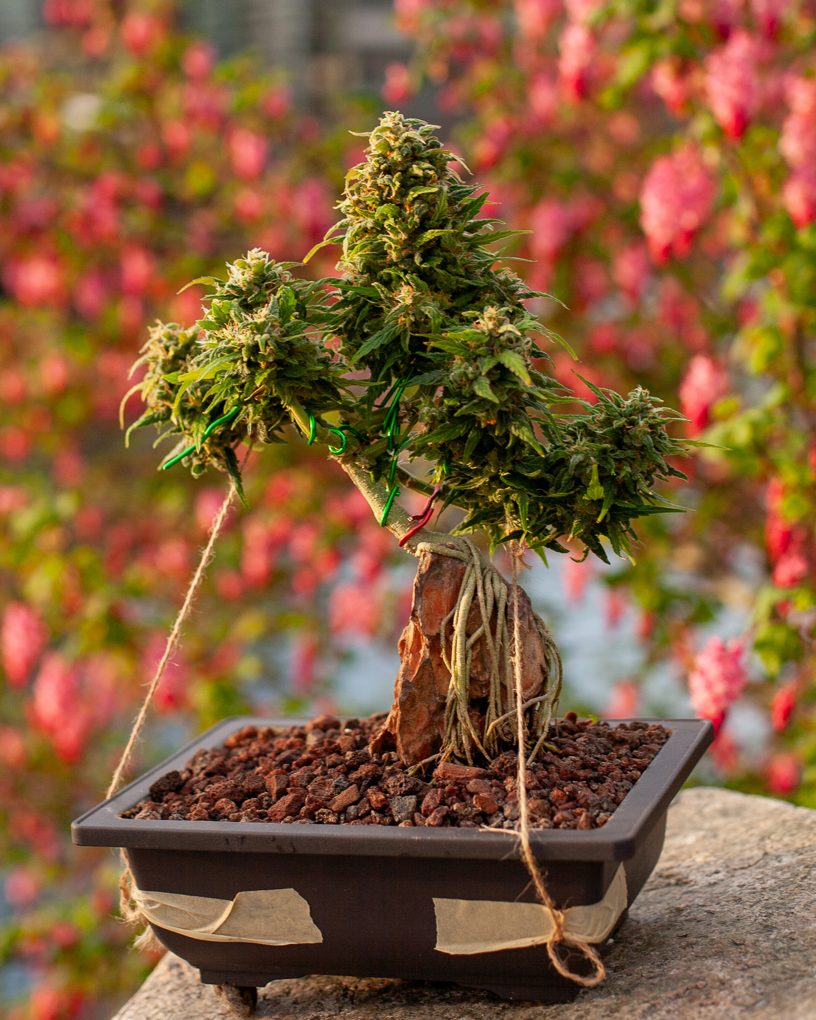 In traditional bonsai, the tree’s structure should feel calm and settled. Cannabis grown with intention can carry that same quiet strength. Cannabonsai creates plants that feel composed rather than rushed.
Supported by @_mephistogenetics. Use code cannabonsai at the link in bio for 10% off.